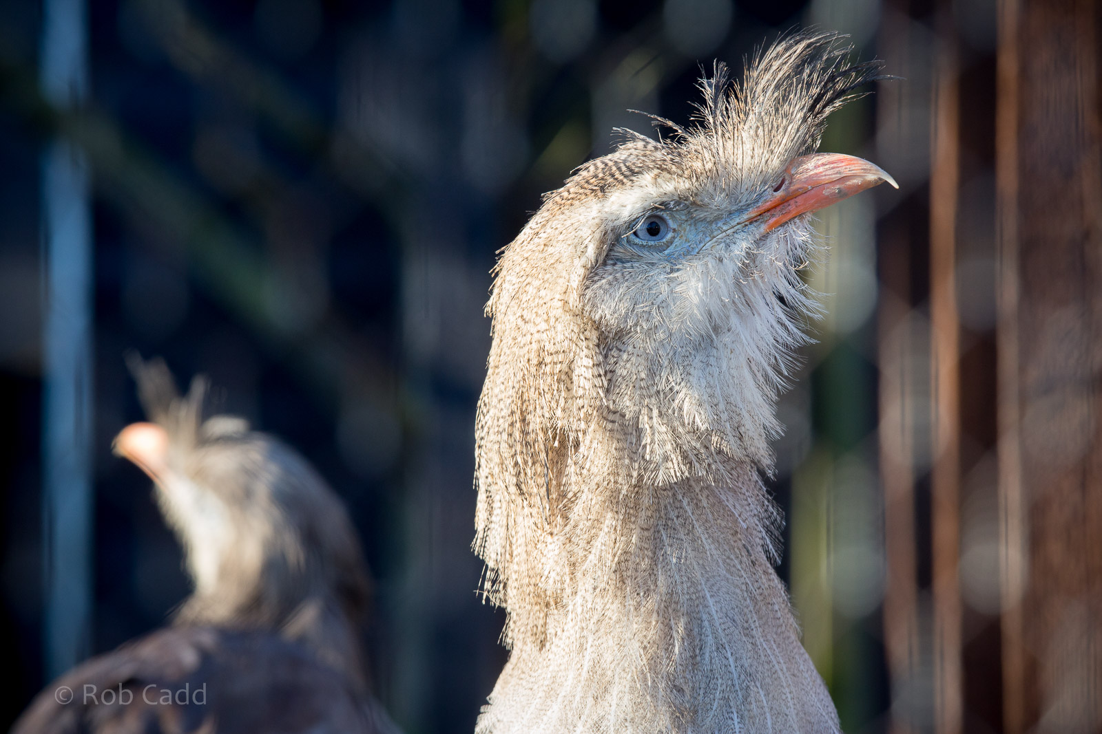 Crested seriema : Hamerton : 18 Jan 2015