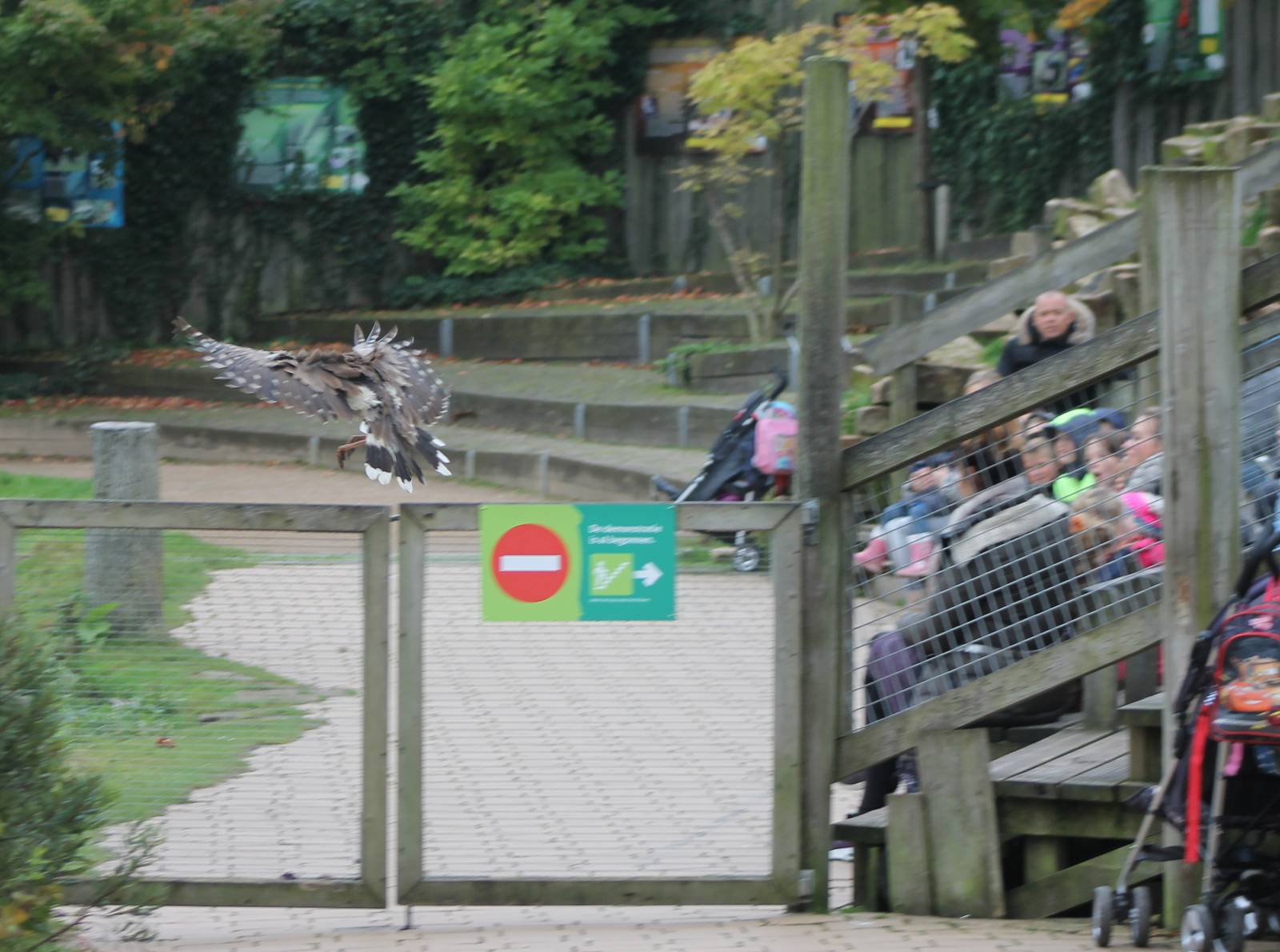 Crested seriema in the bird-show