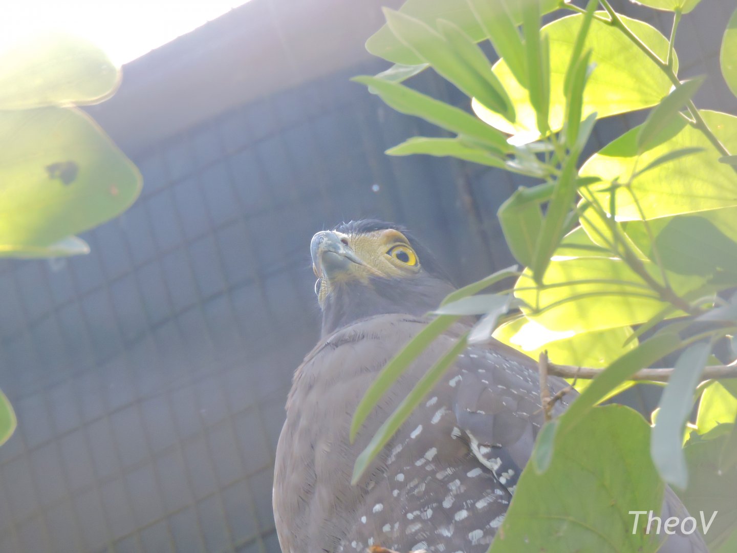 Crested serpent eagle [2016]