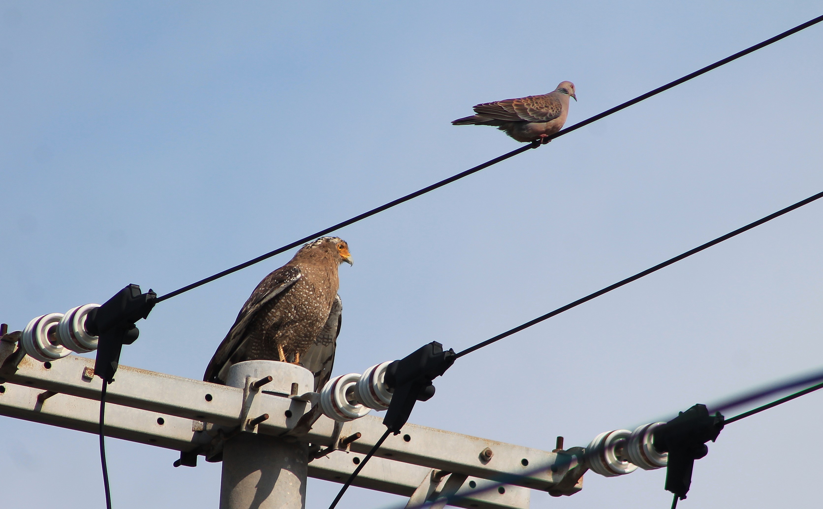Crested Serpent-Eagle and Oriental Turtle Dove