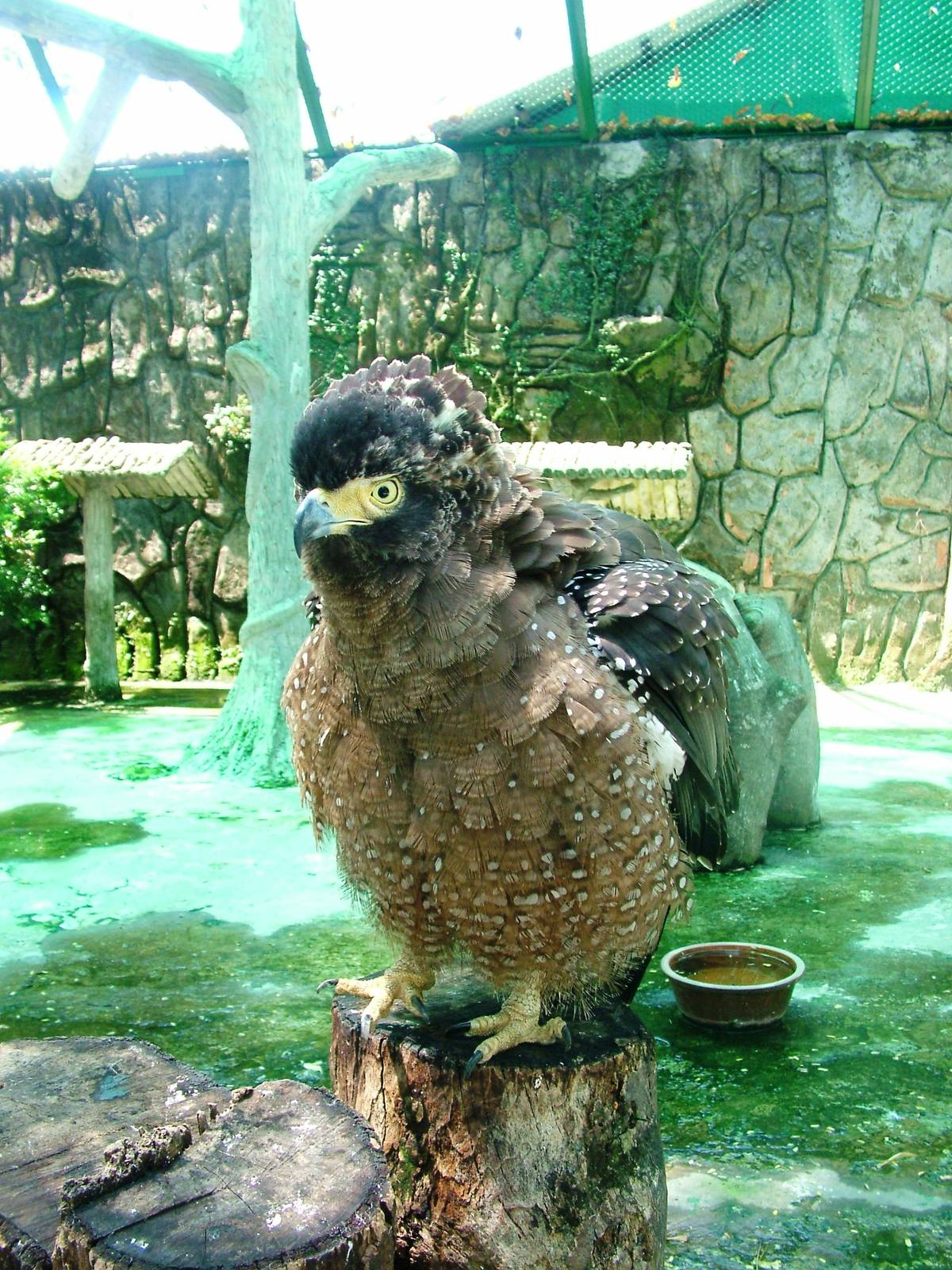 Crested Serpent Eagle at Saigon Zoo, 16/03/12
