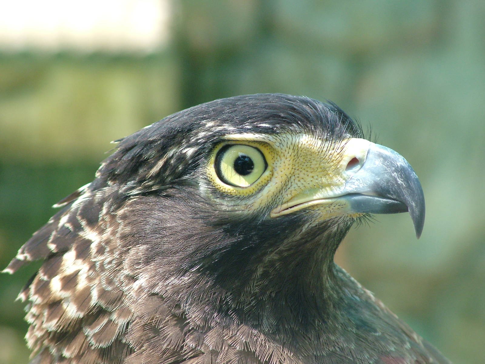 Crested Serpent Eagle at Saigon Zoo, 16/03/12