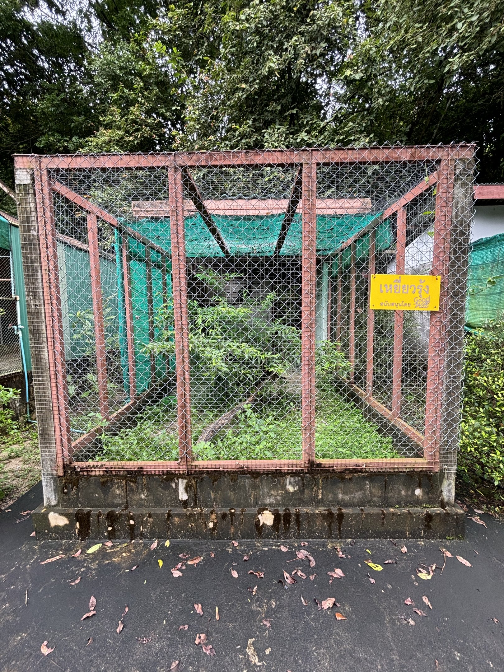 Crested Serpent Eagle Aviary