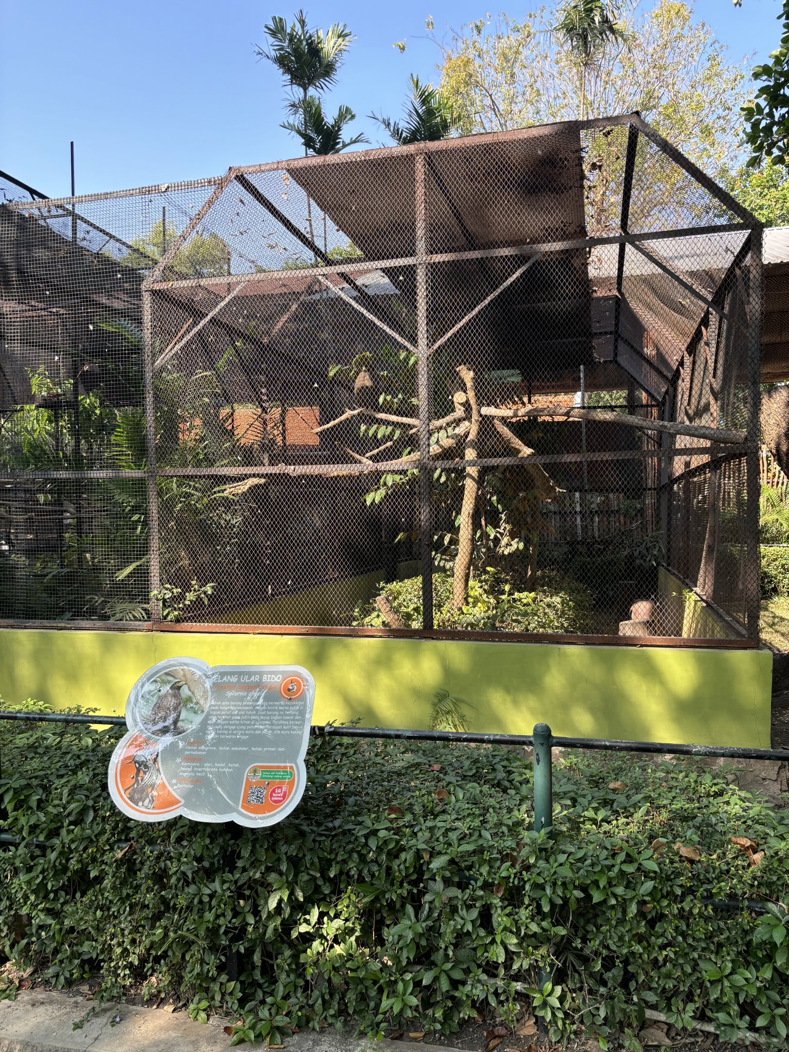 Crested Serpent Eagle Aviary