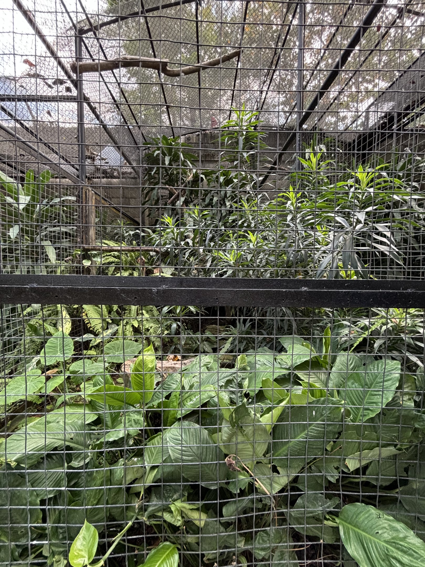 Crested Serpent Eagle Aviary