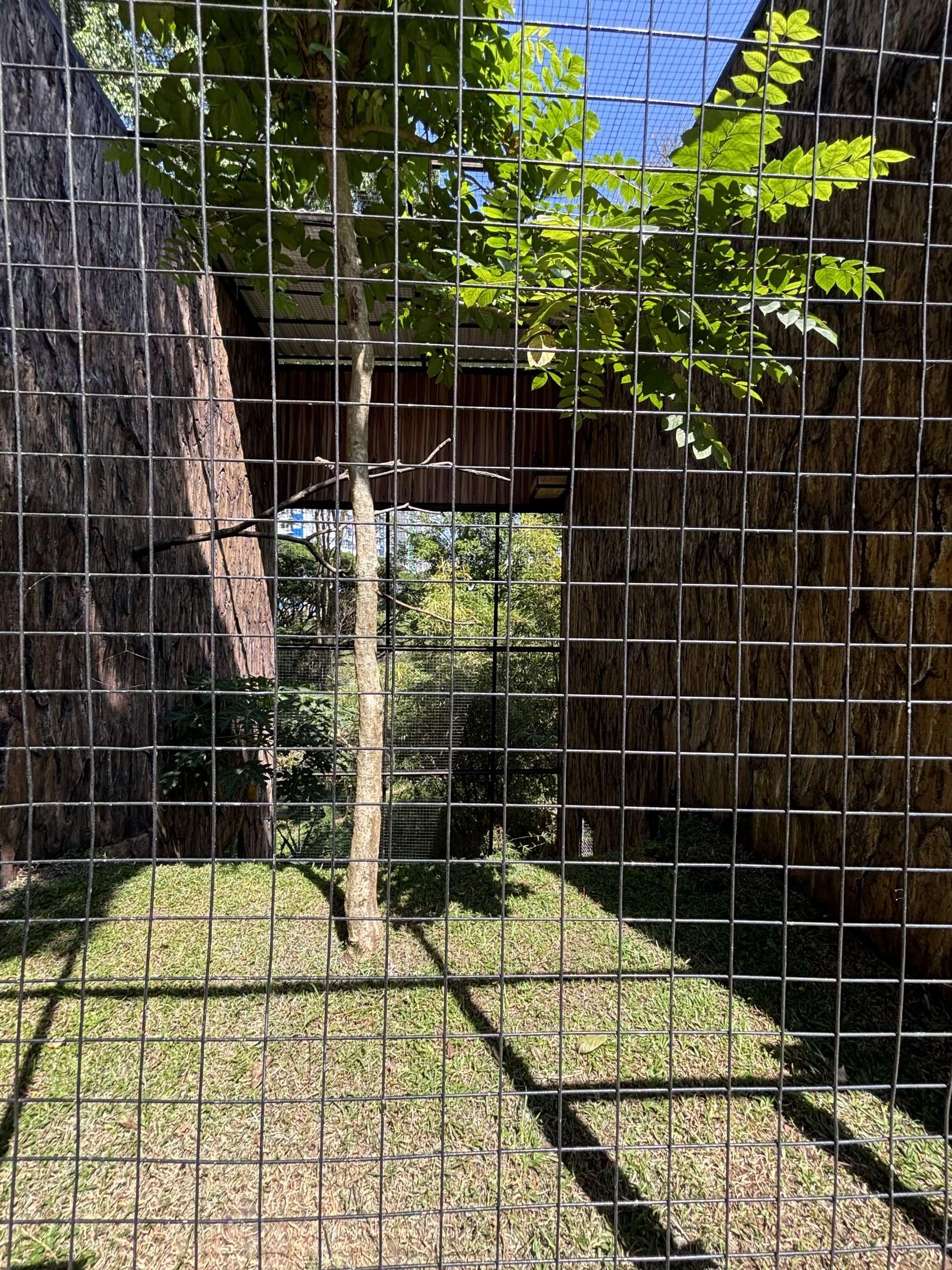 Crested Serpent Eagle Aviary