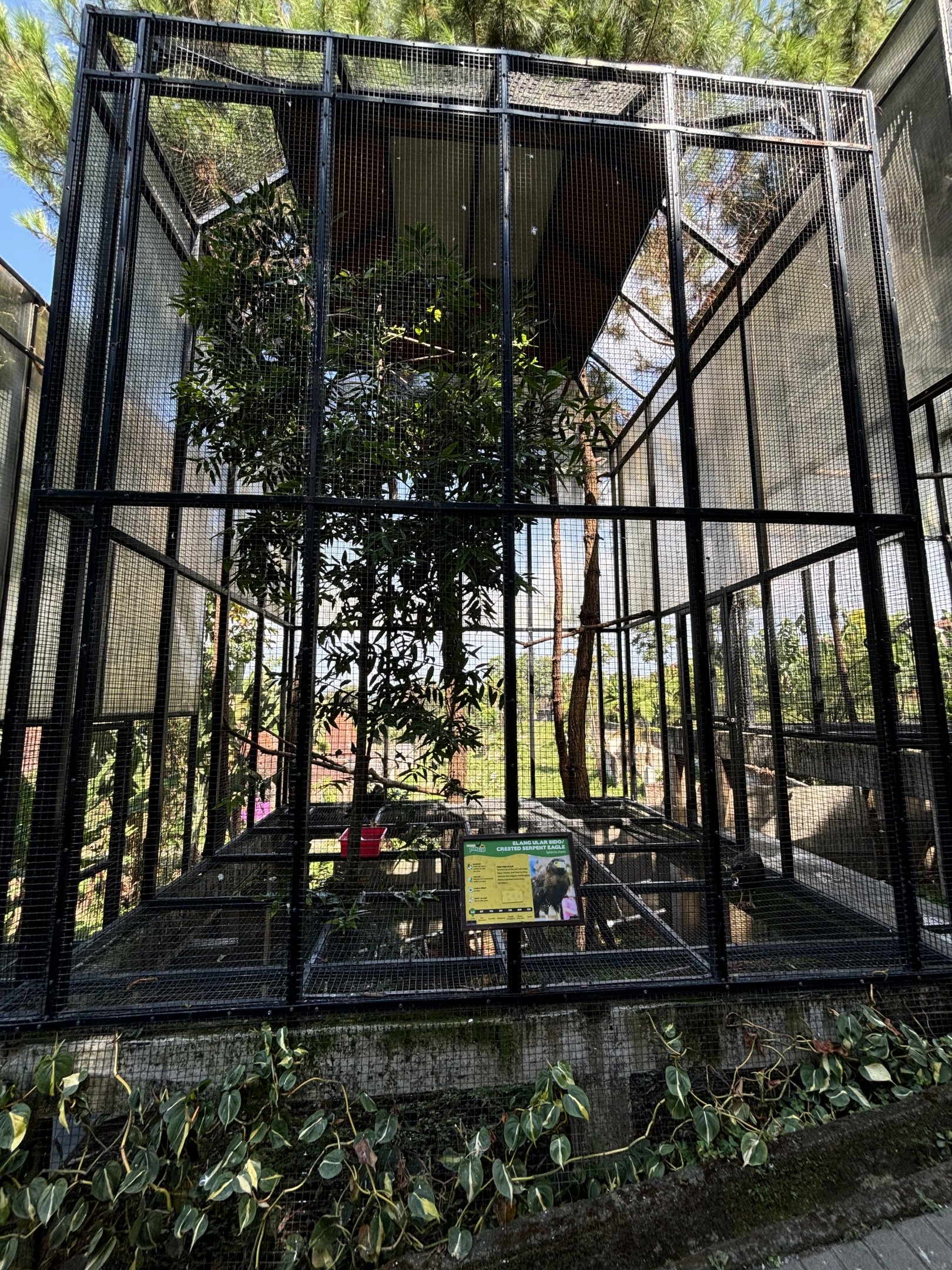 Crested Serpent Eagle Aviary