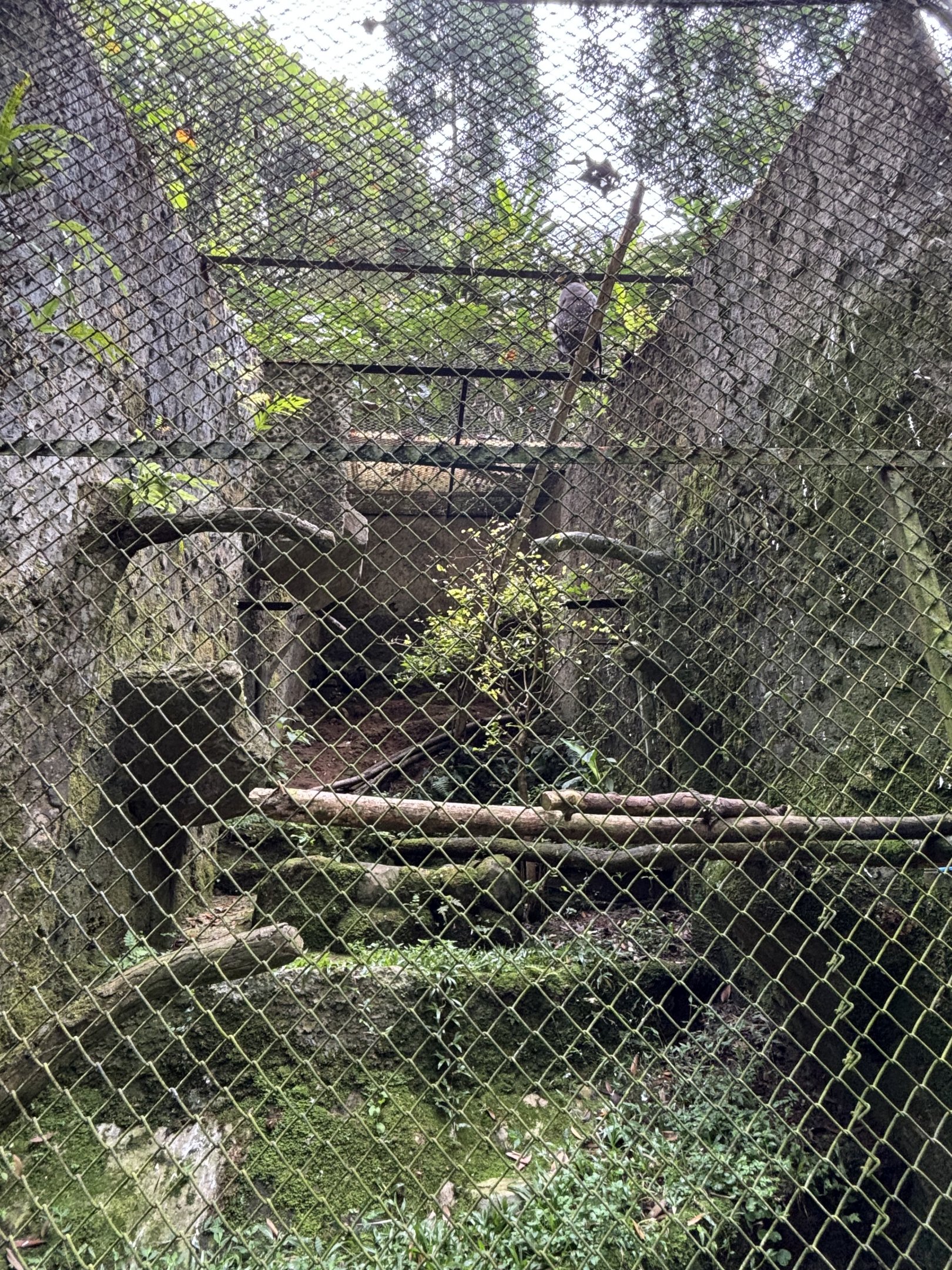 Crested Serpent Eagle Aviary