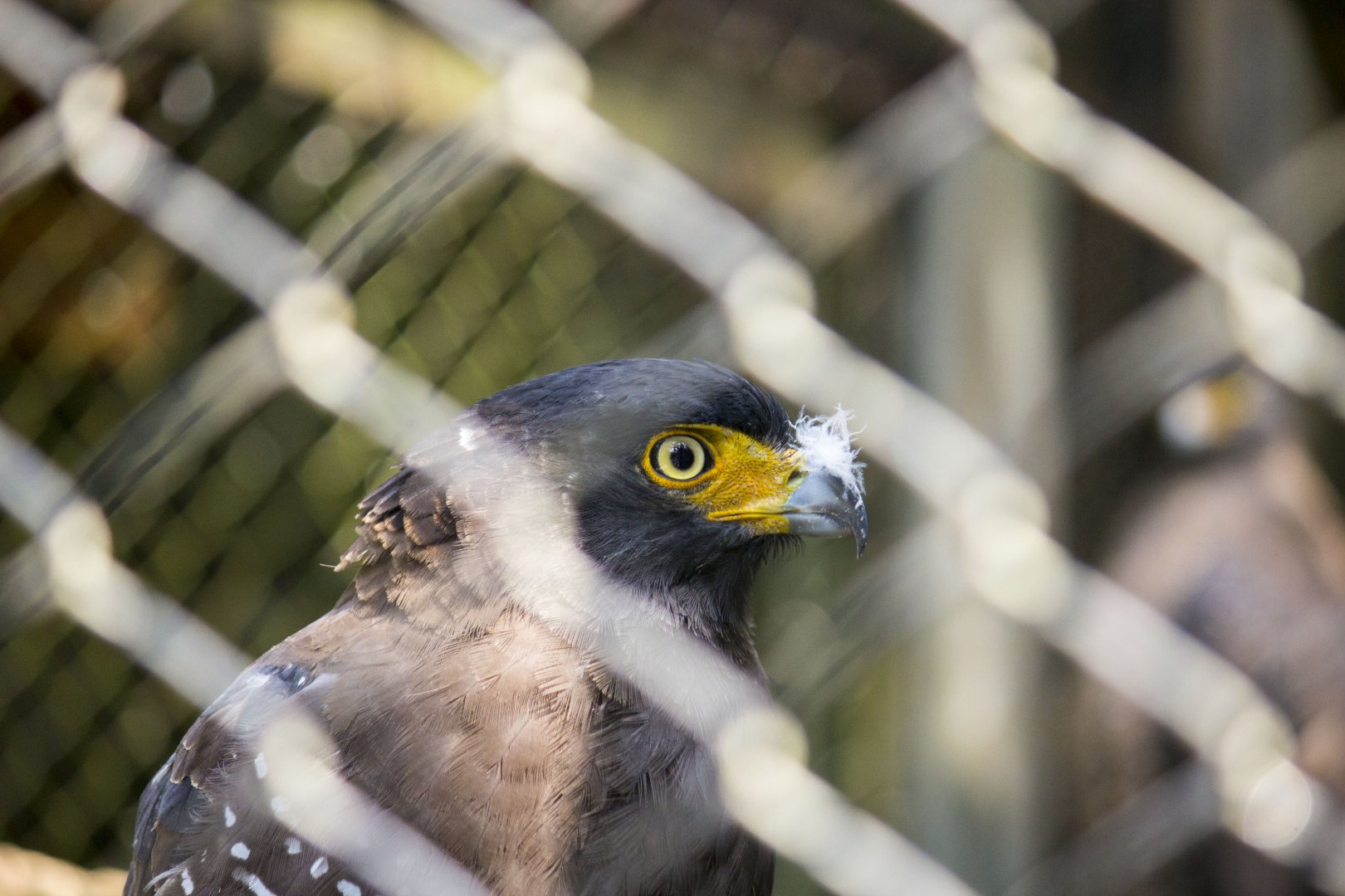 Crested serpent-eagle, Crested serpent-eagle