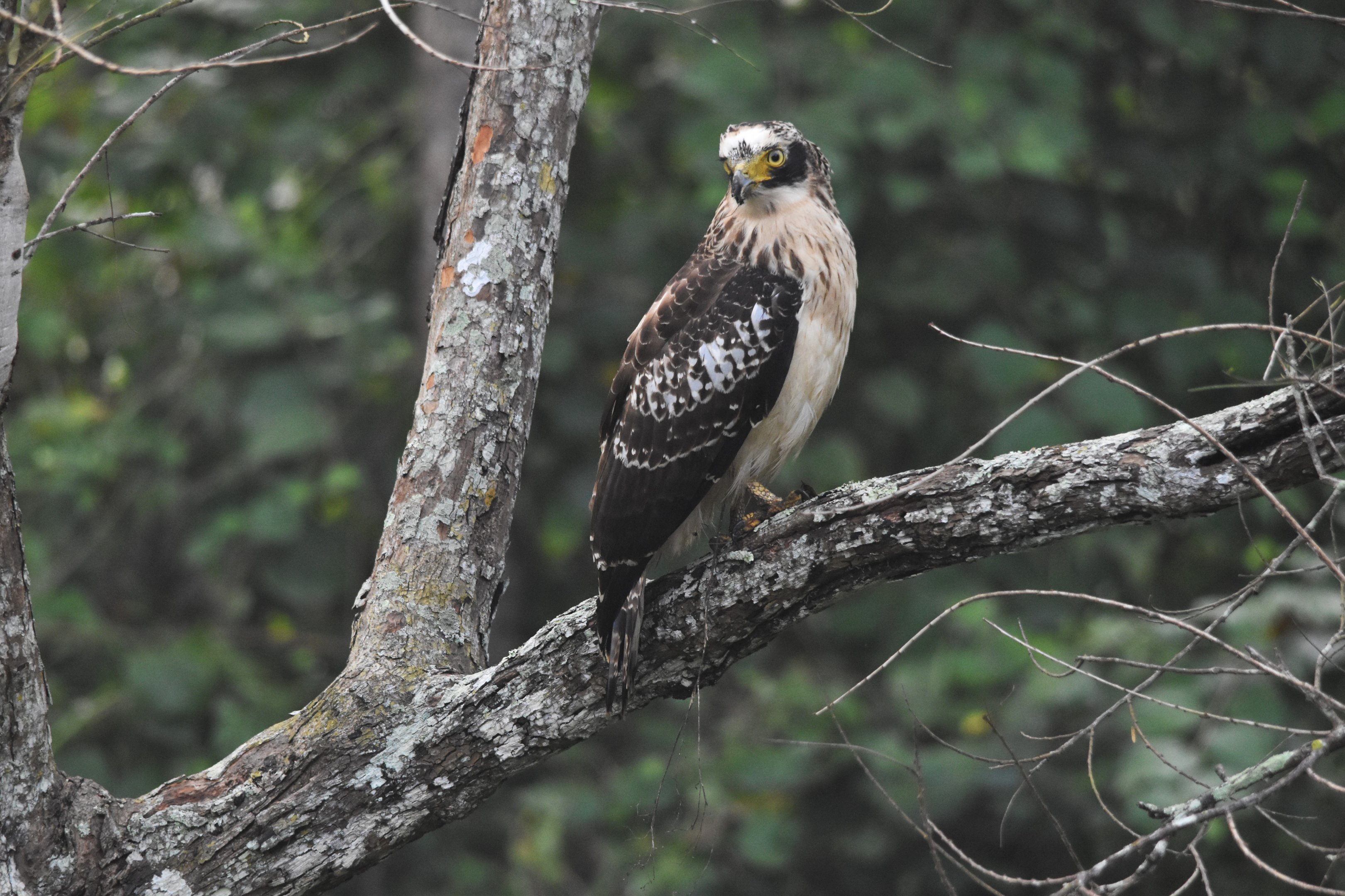 Crested Serpent Eagle (juvenile), Nagarahole Tiger Reserve, 21st November 2024