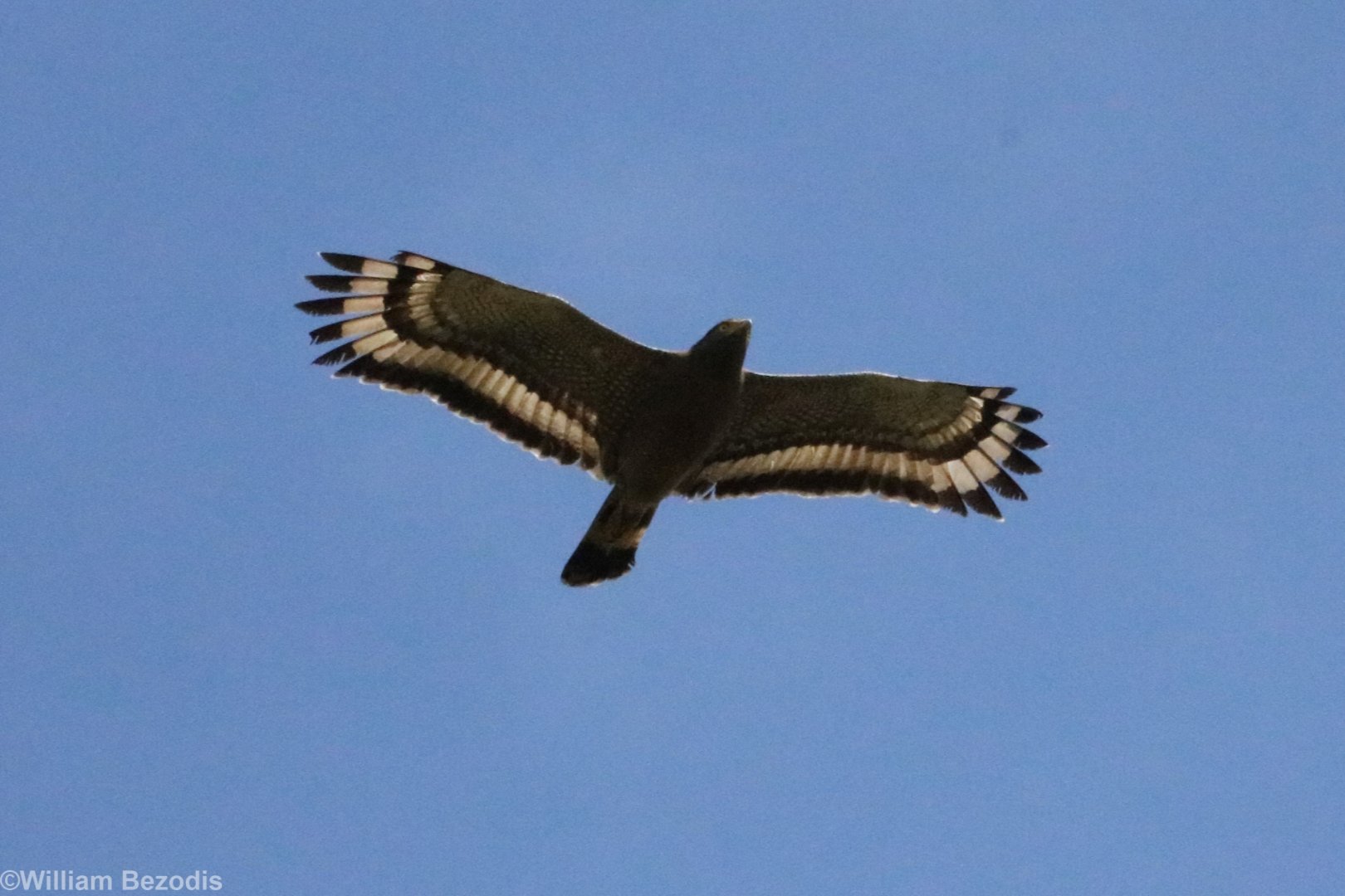 Crested Serpent Eagle - Khao Yai National Park