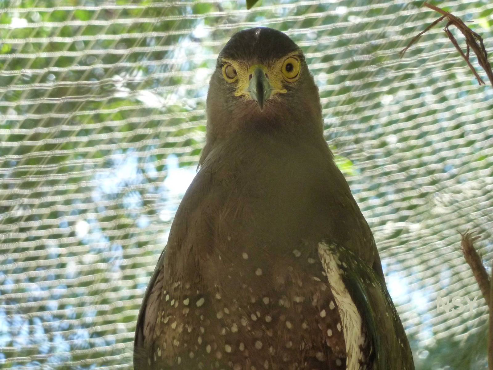 Crested serpent eagle, May 2013