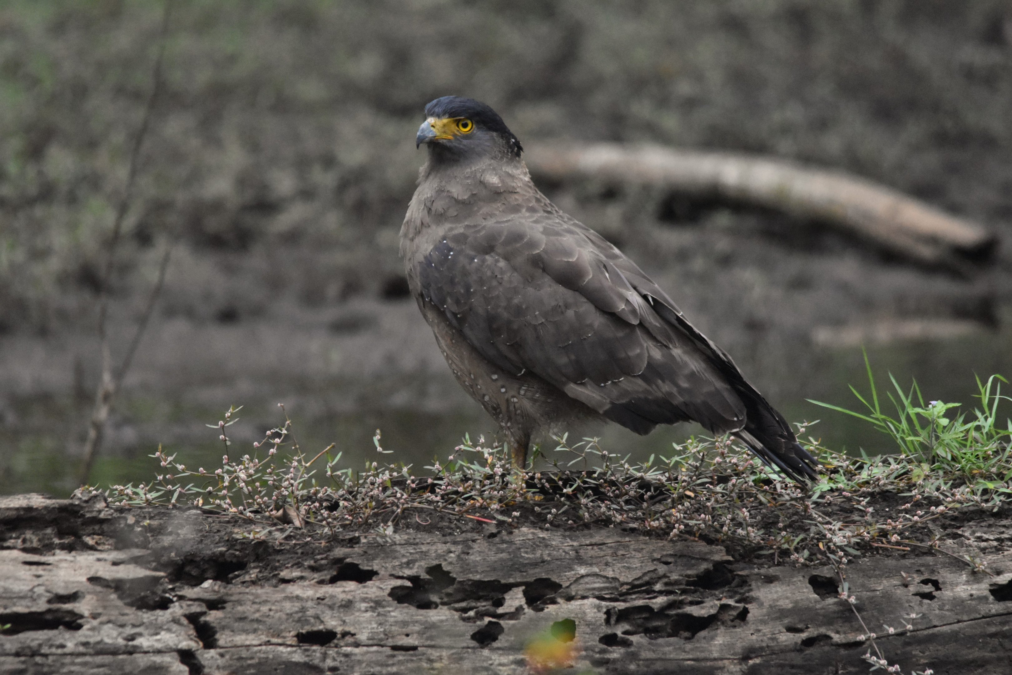 Crested Serpent Eagle, Nagarahole Tiger Reserve, 23rd November 2024