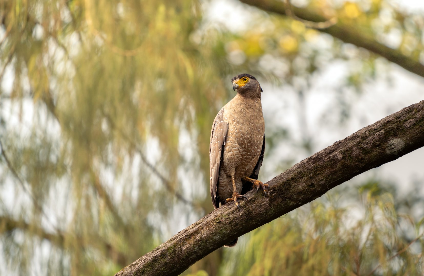Crested Serpent Eagle ~ Singapore Botanic Gardens