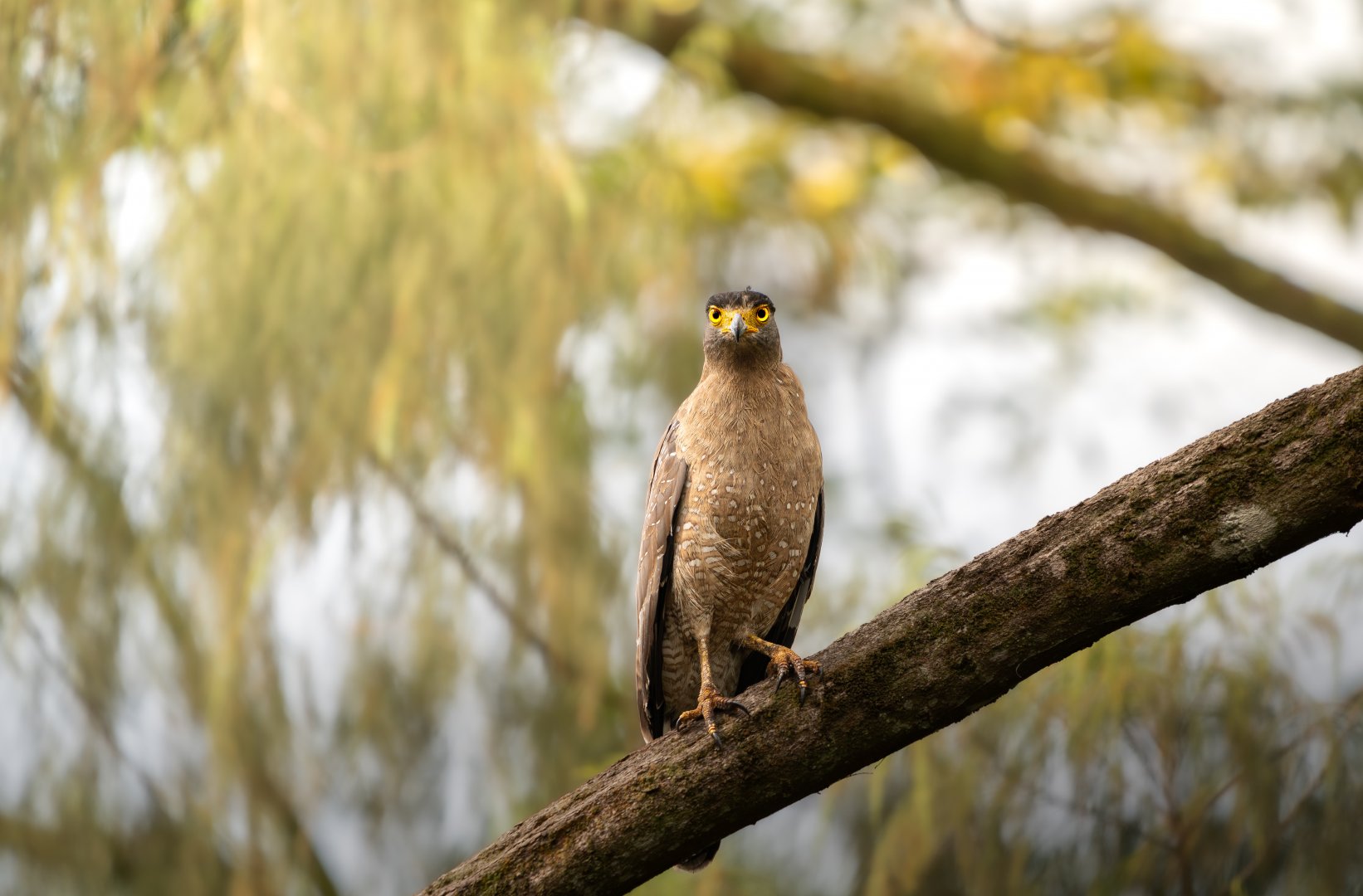 Crested Serpent Eagle ~ Singapore Botanic Gardens