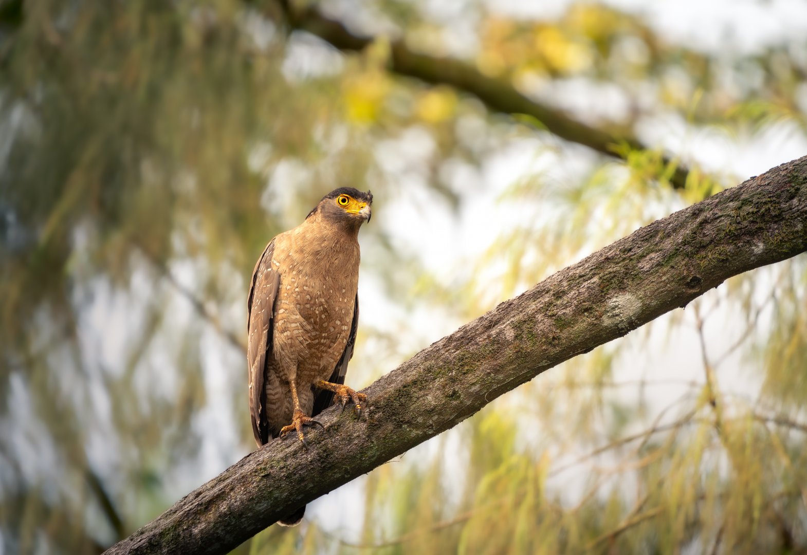 Crested Serpent Eagle ~ Singapore Botanic Gardens