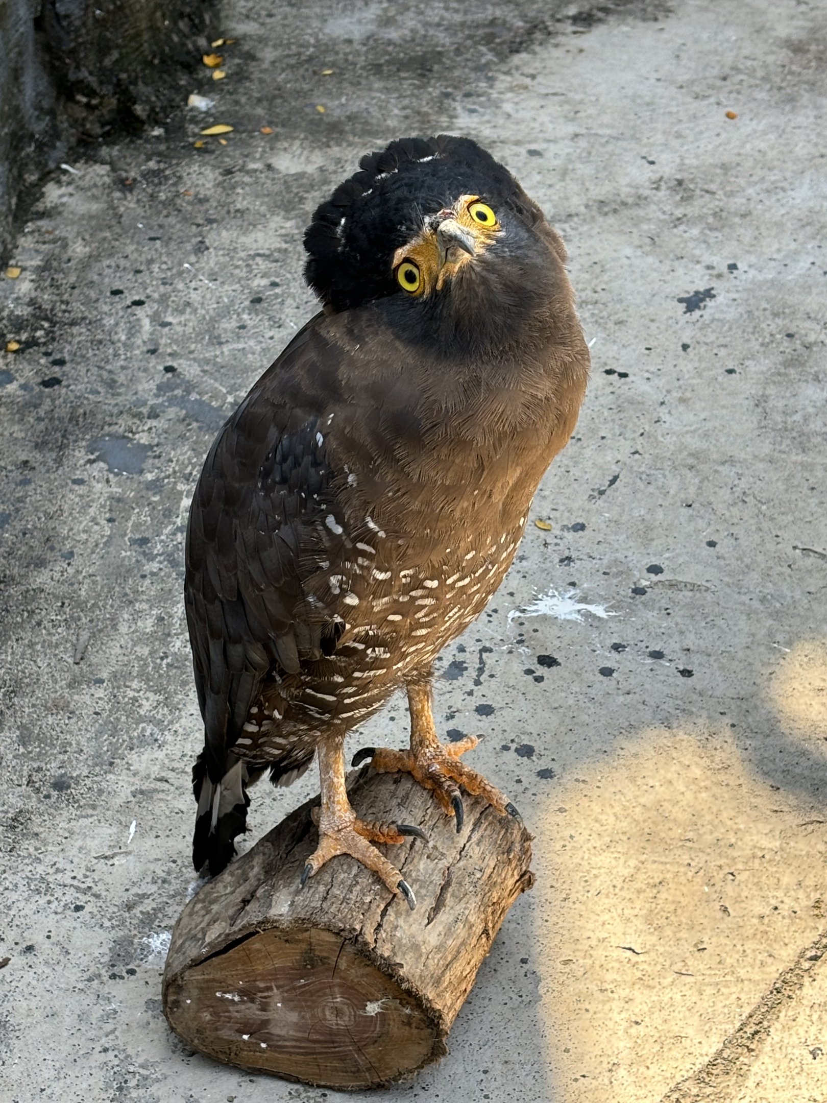 Crested Serpent Eagle - Solo Safari
