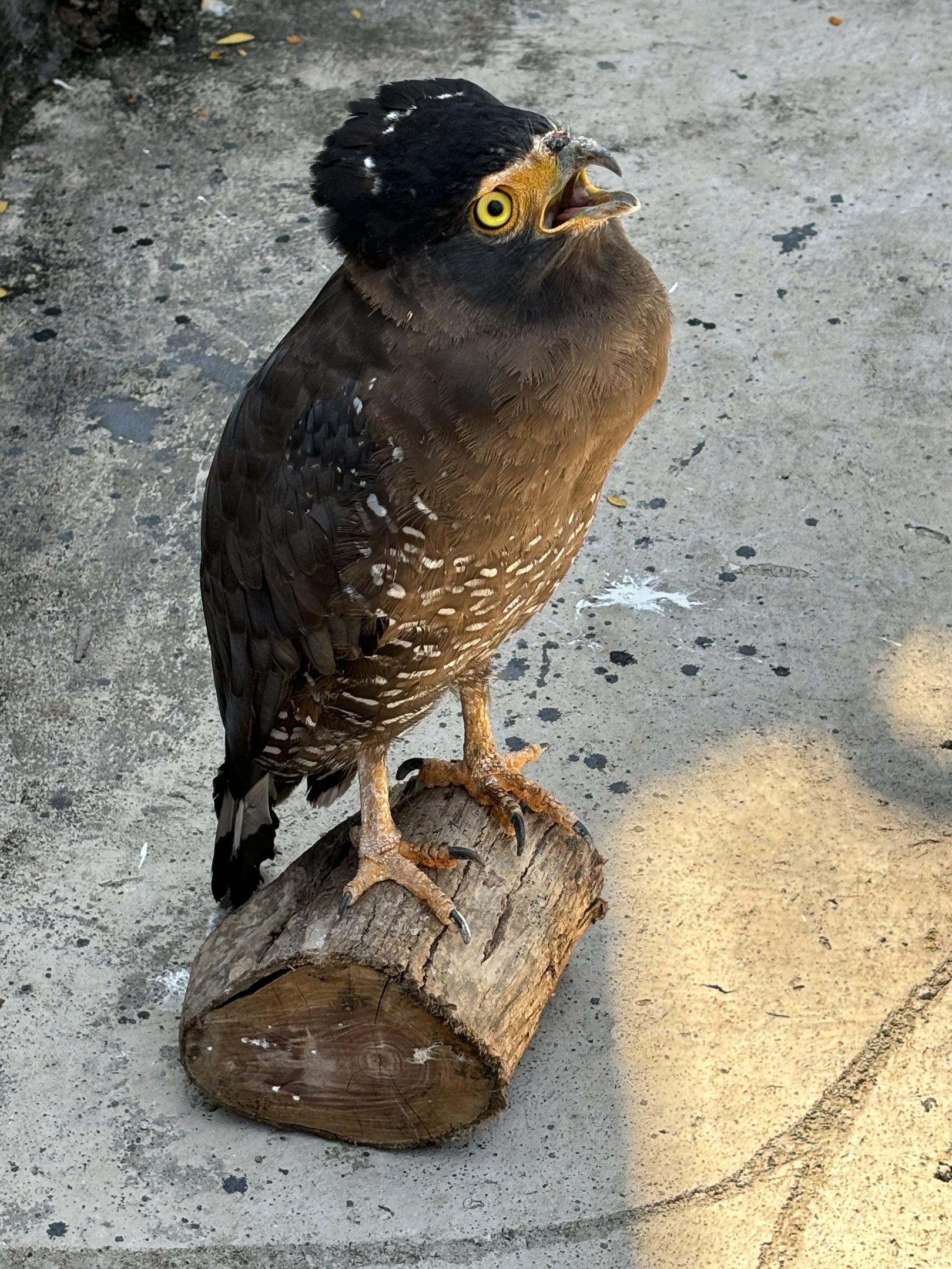 Crested Serpent Eagle - Solo Safari