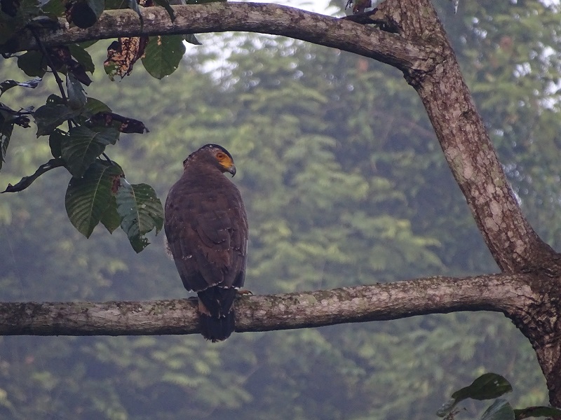 Crested serpent-eagle (Spilornis cheela burmanicus)