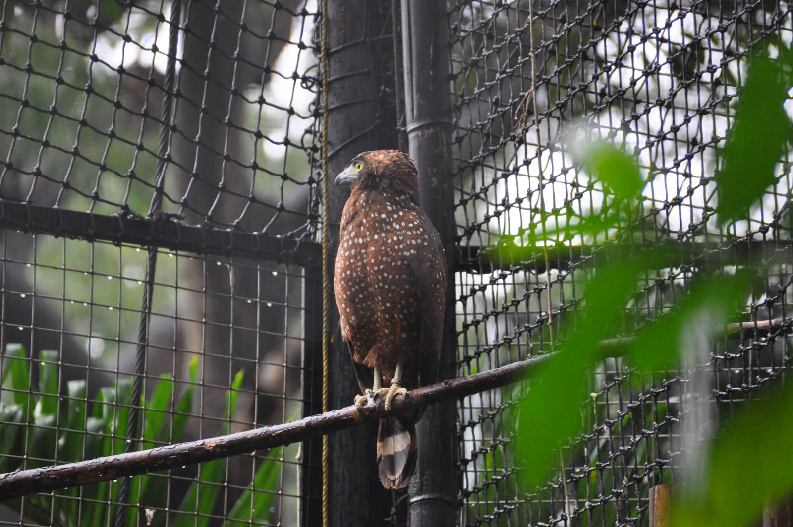 Crested serpent eagle/ Spilornis cheela holospilus