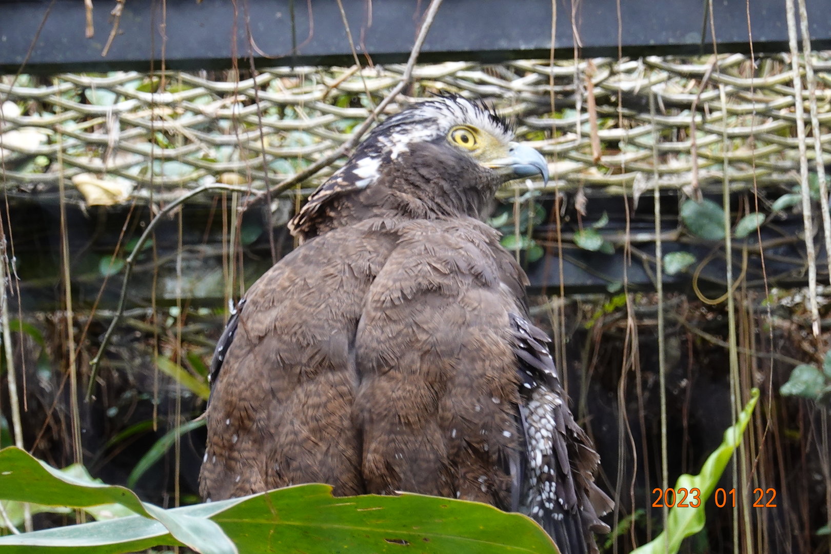 Crested Serpent Eagle (Spilornis cheela hoya)