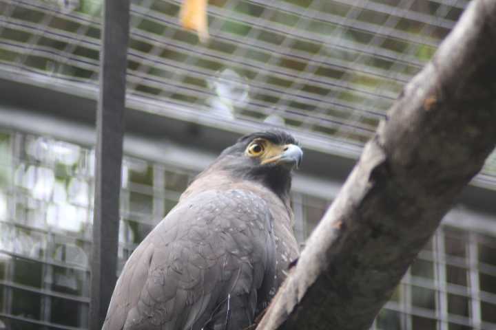 Crested serpent eagle (Spilornis cheela pallidus)