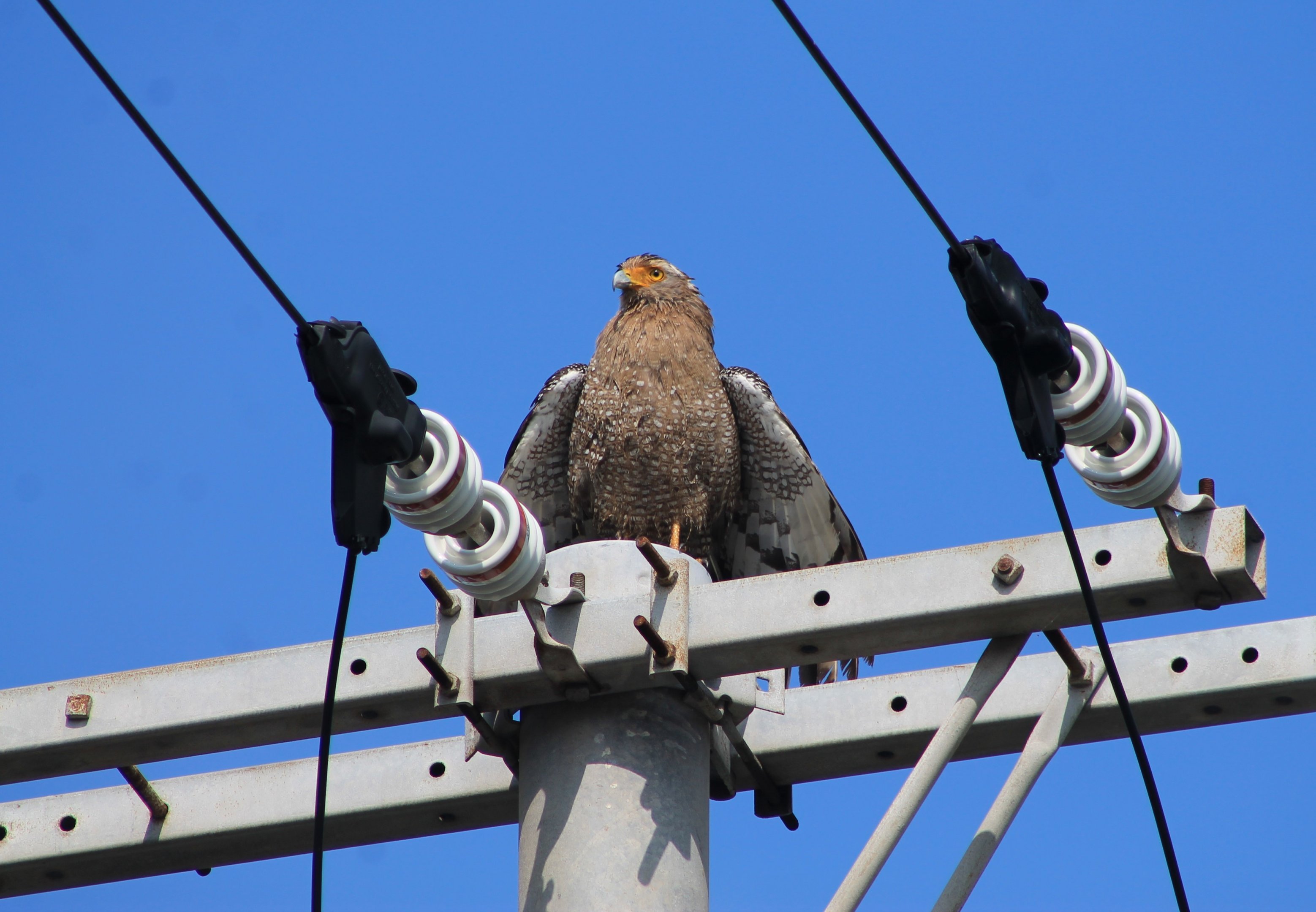 Crested Serpent-Eagle (Spilornis cheela perplexus)