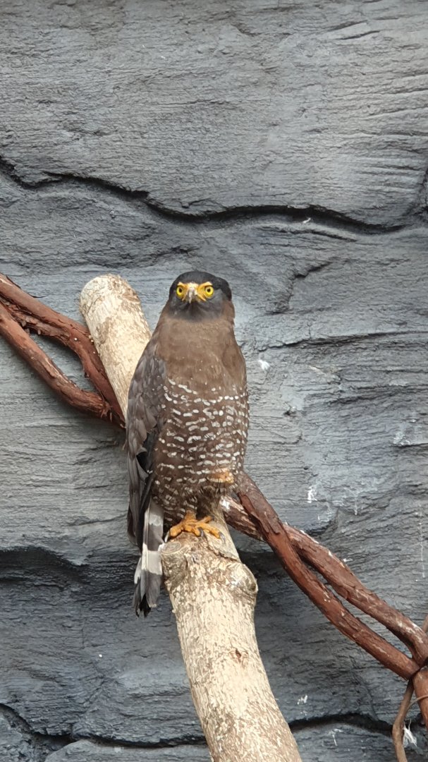 Crested Serpent Eagle (Spilornis cheela) - Solo Safari