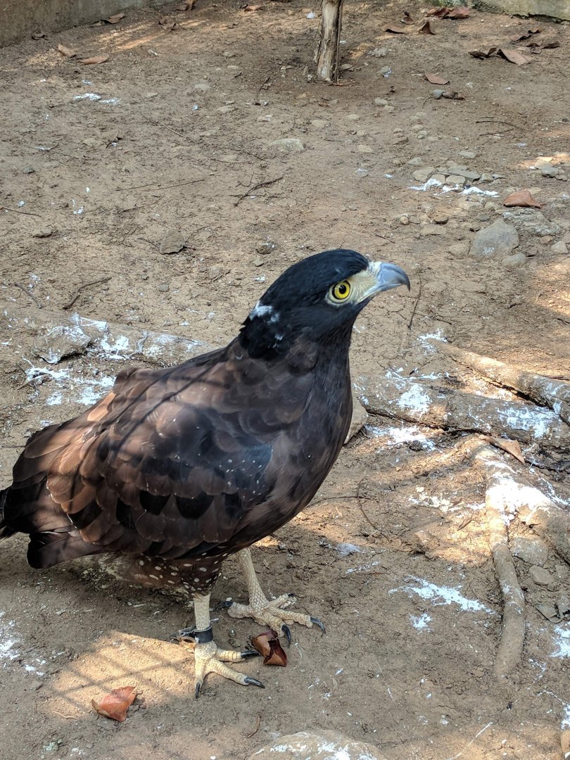 Crested Serpent-eagle (Spilornis cheela) - Taru Jurug Zoo
