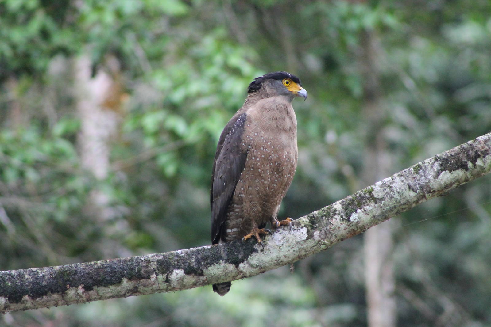 crested serpent-eagle (Spilornis cheela)