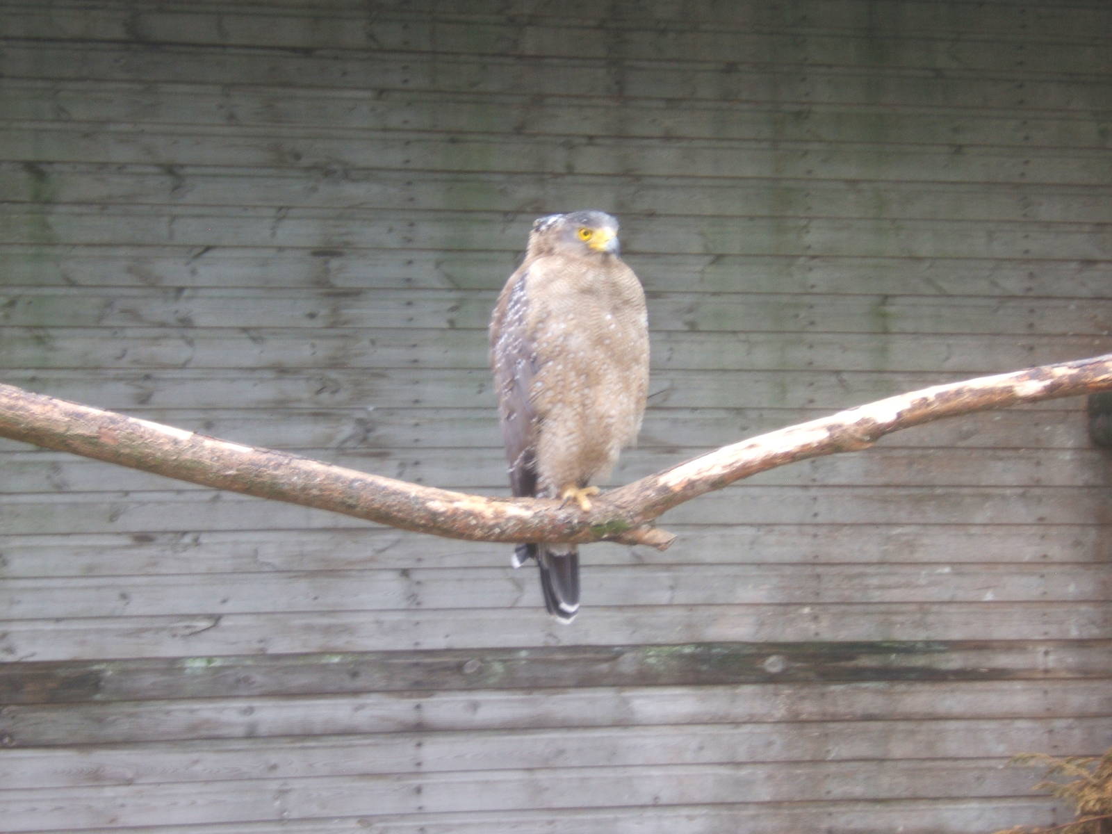Crested Serpent Eagle (Spilornis cheela)