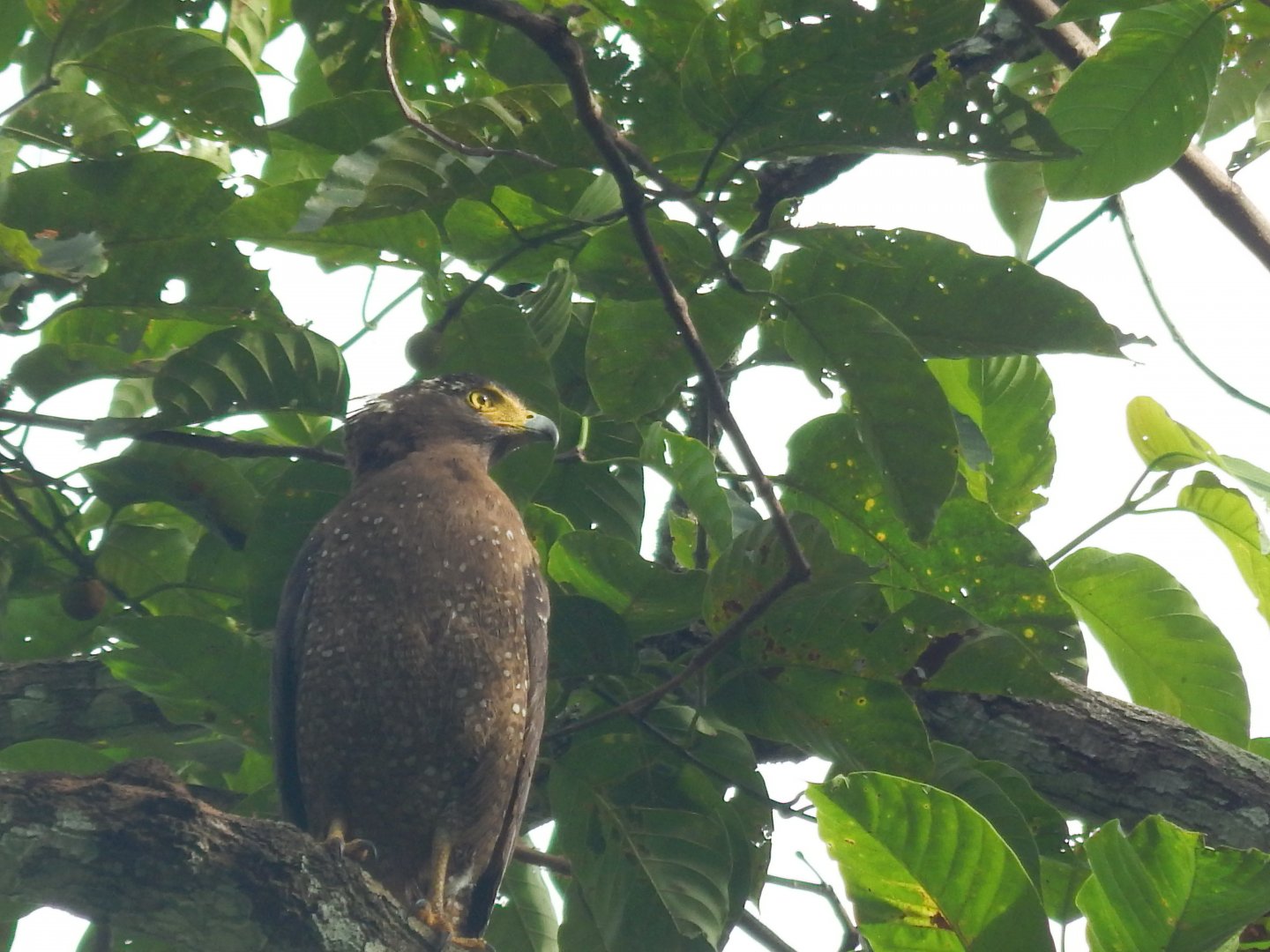 Crested Serpent Eagle (Spilornis cheela)