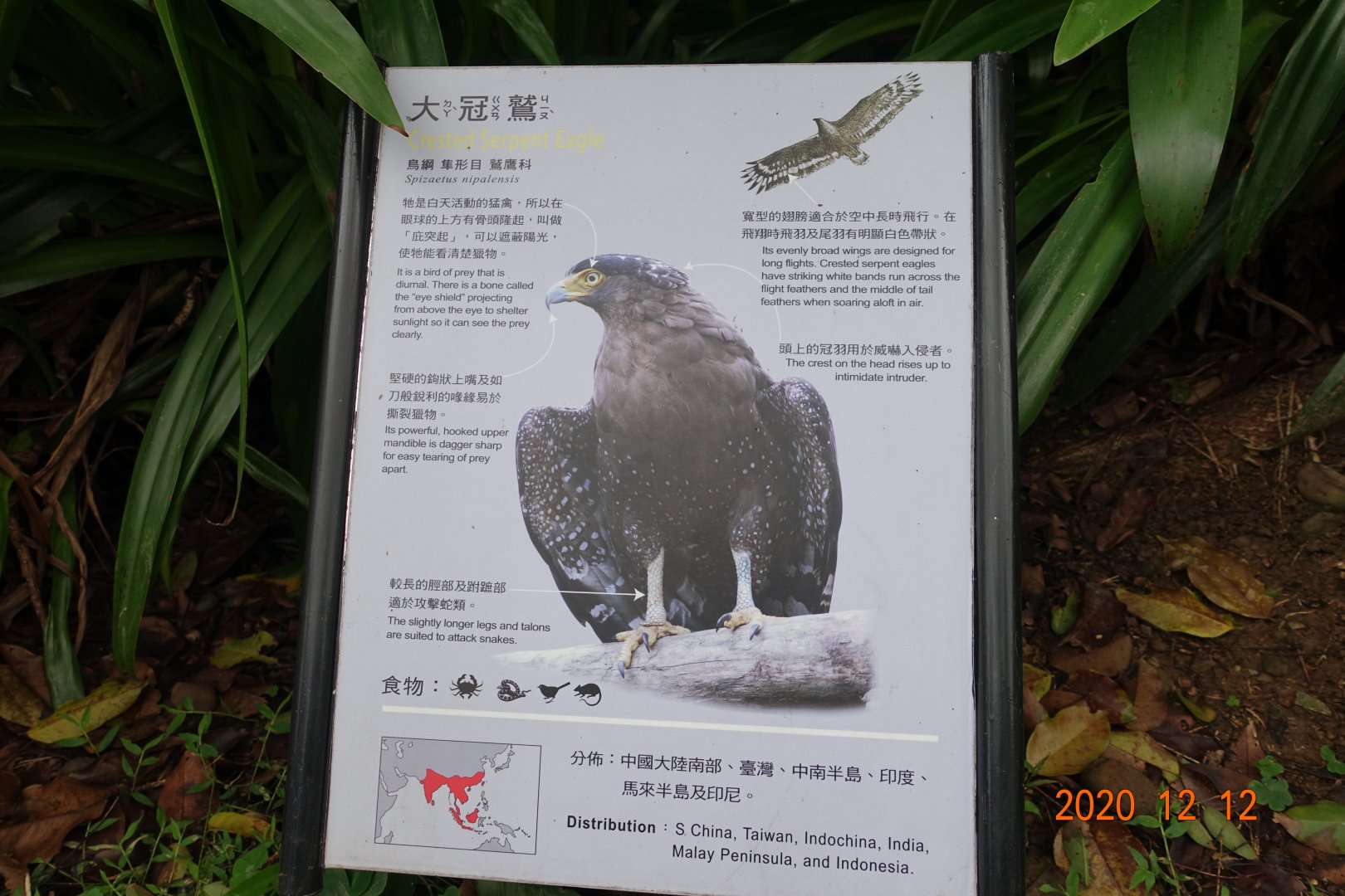 Crested Serpent Eagle (Spilornis cheela)