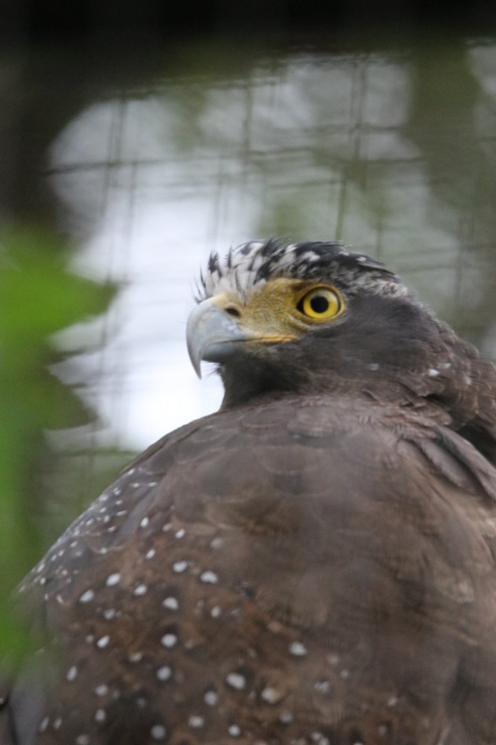 Crested Serpent-eagle (Spilornis cheela)
