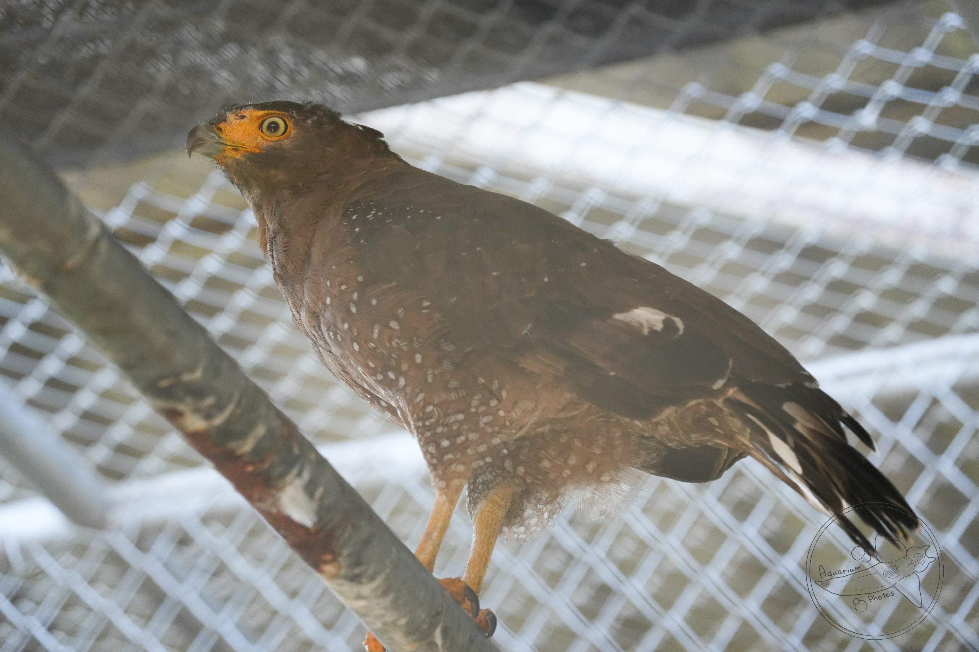 Crested serpent eagle (Spilornis cheela)
