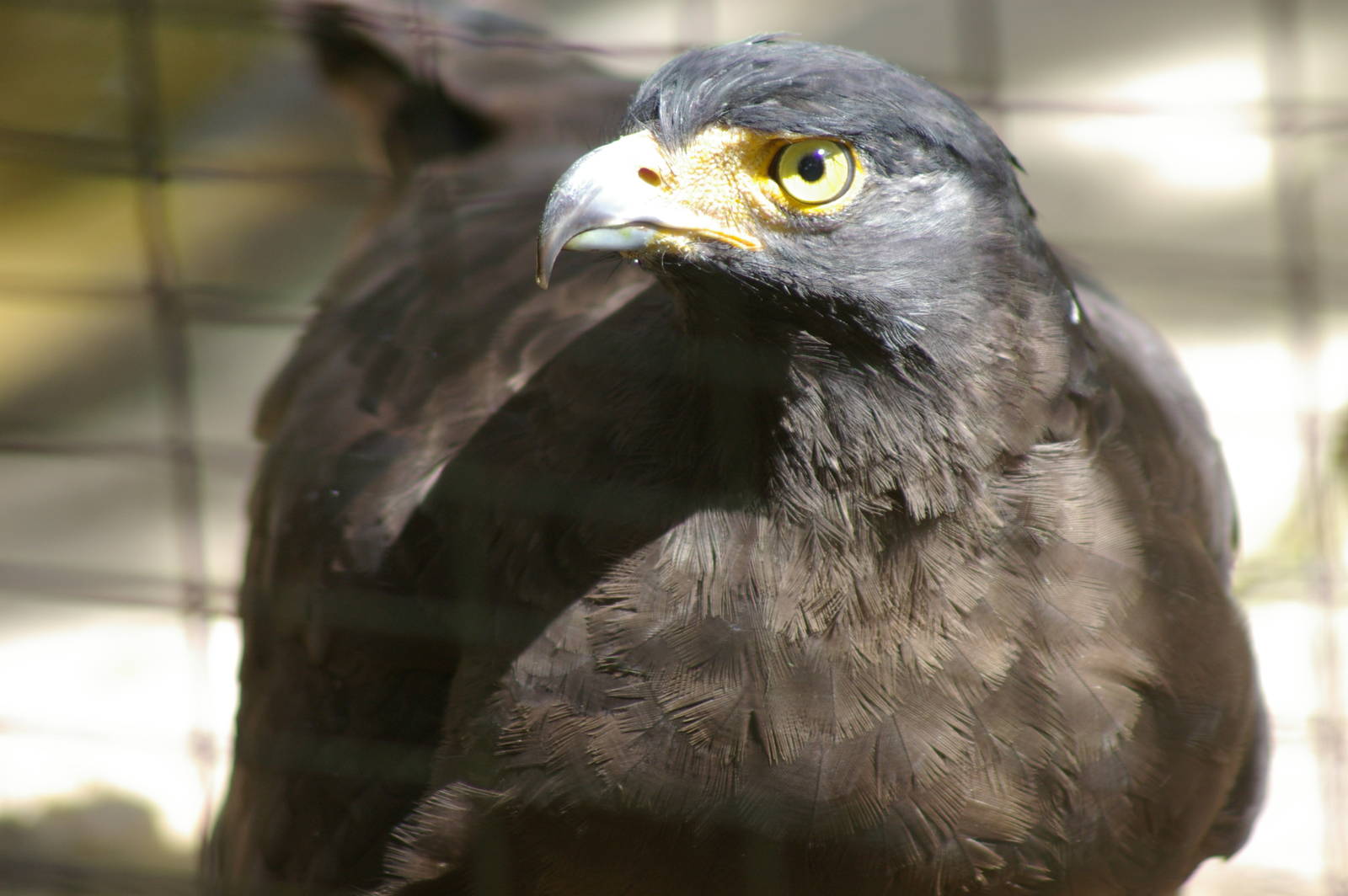 crested serpent-eagle (Spilornis cheela)