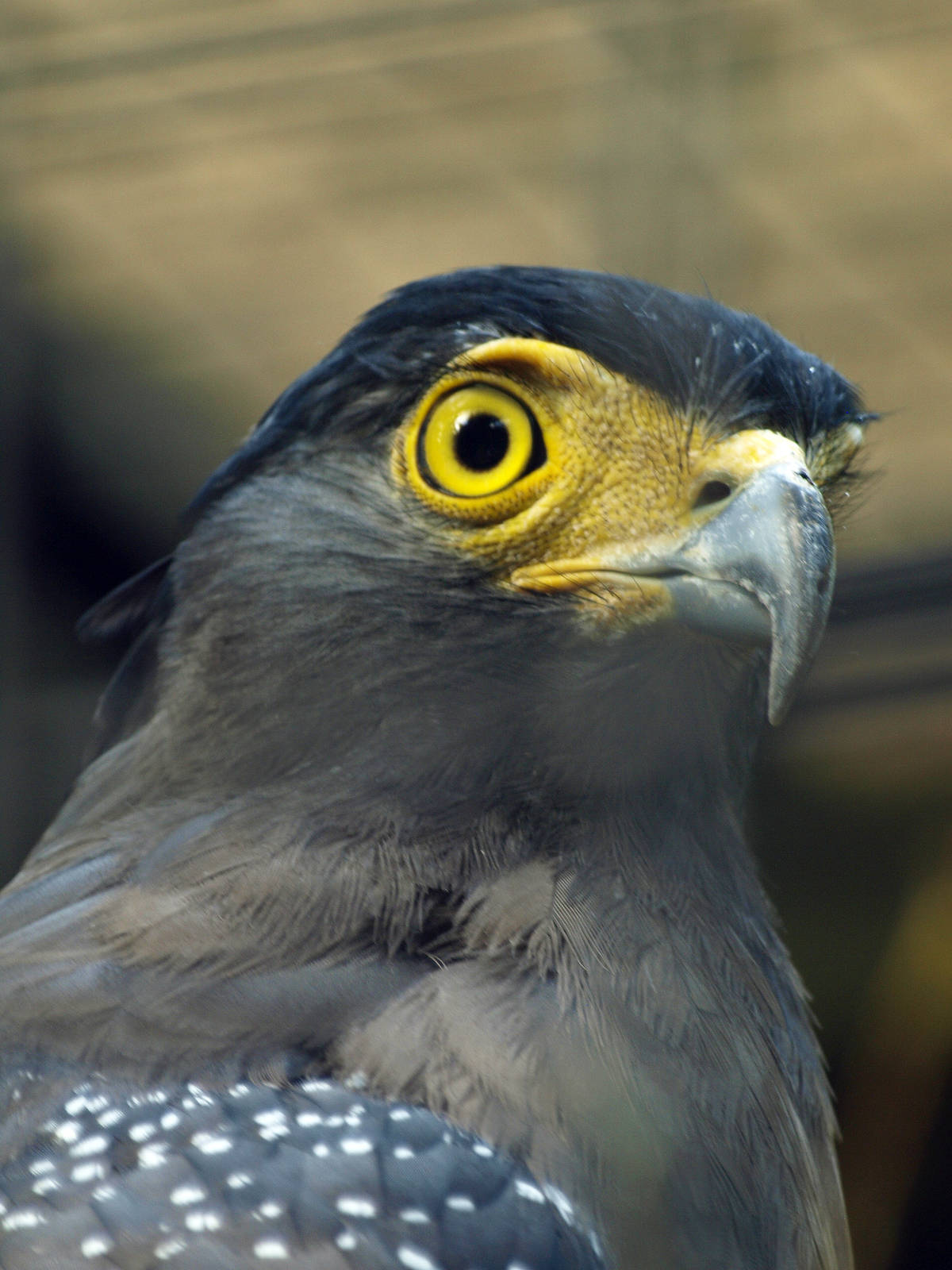 Crested Serpent eagle
