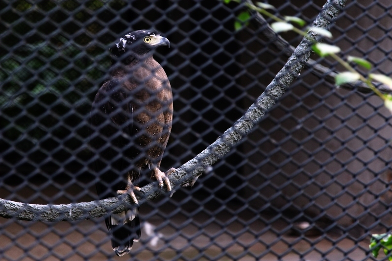 Crested serpent eagle