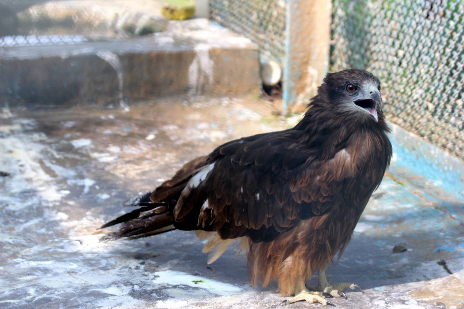 Crested Serpent Eagle