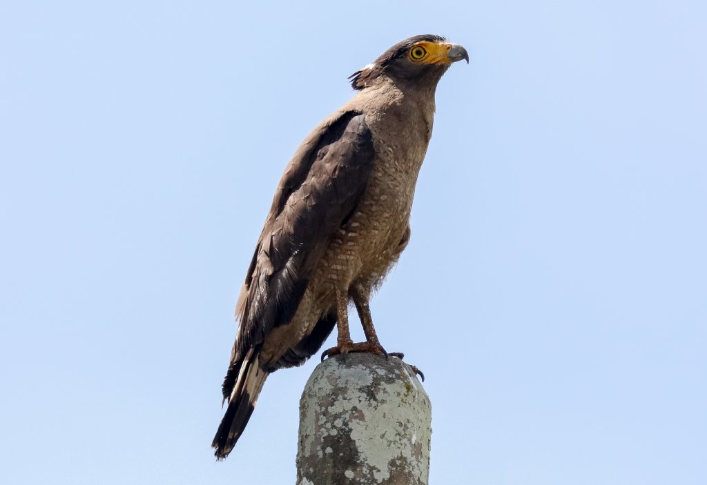 Crested Serpent Eagle