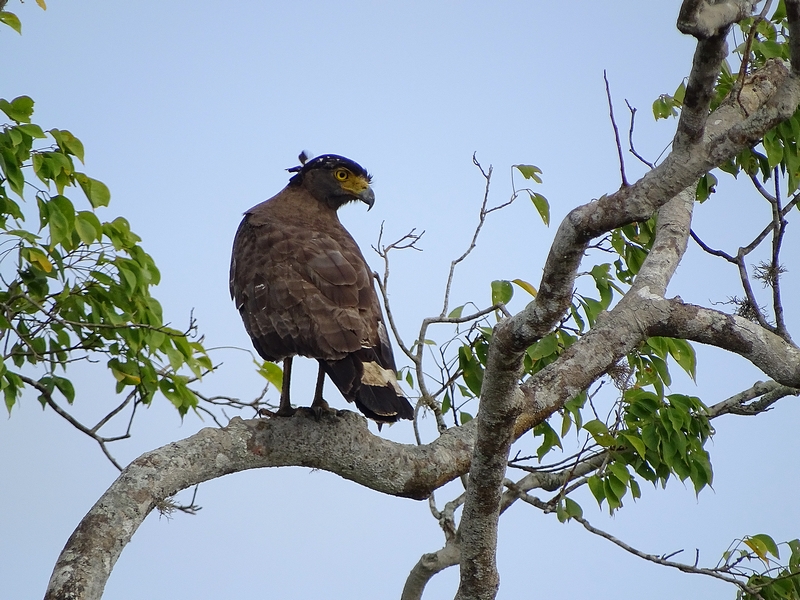 Crested serpent eagle