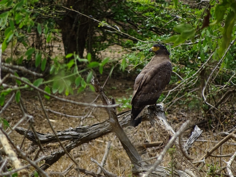 Crested serpent eagle