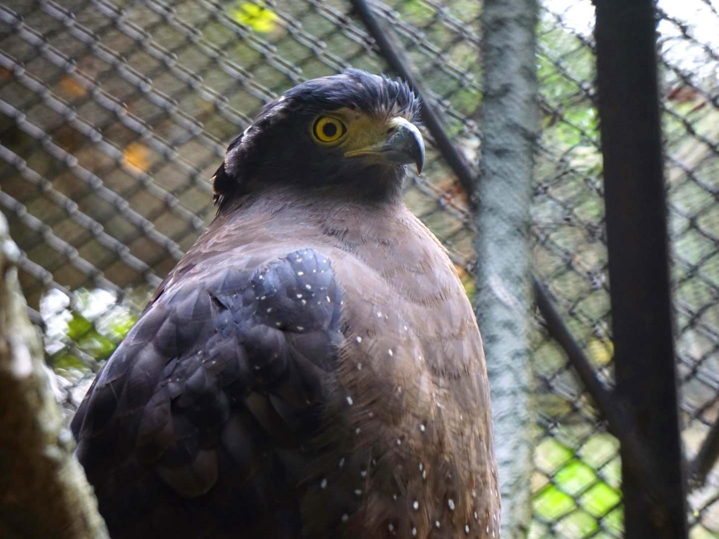 Crested serpent eagle