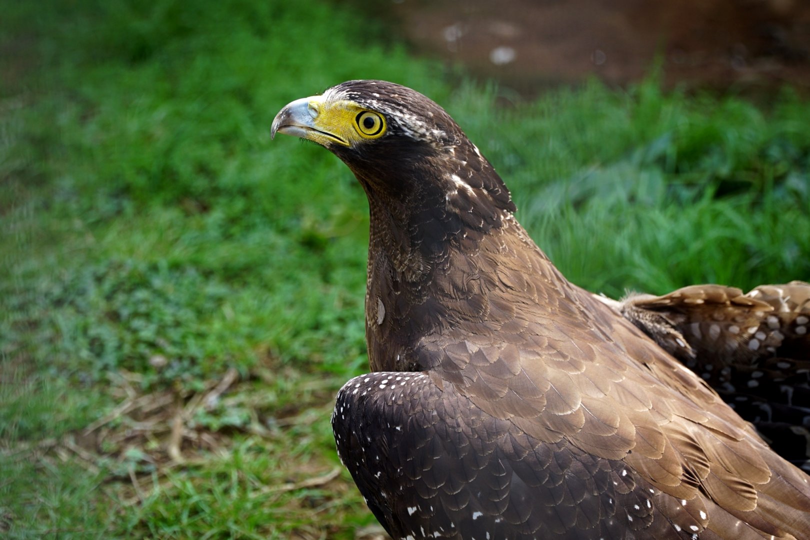 Crested serpent eagle
