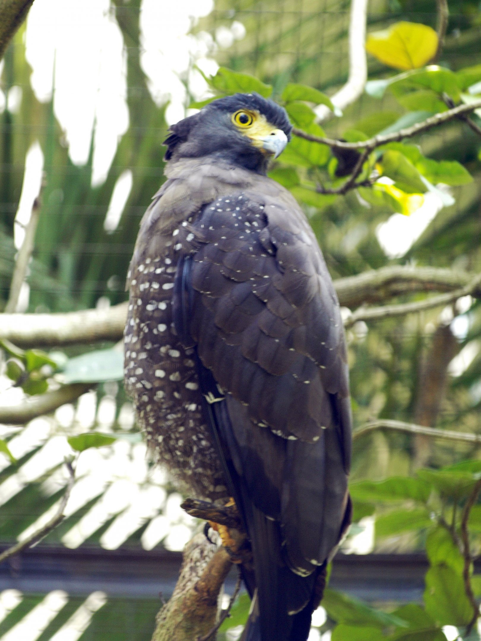 Crested serpent eagle