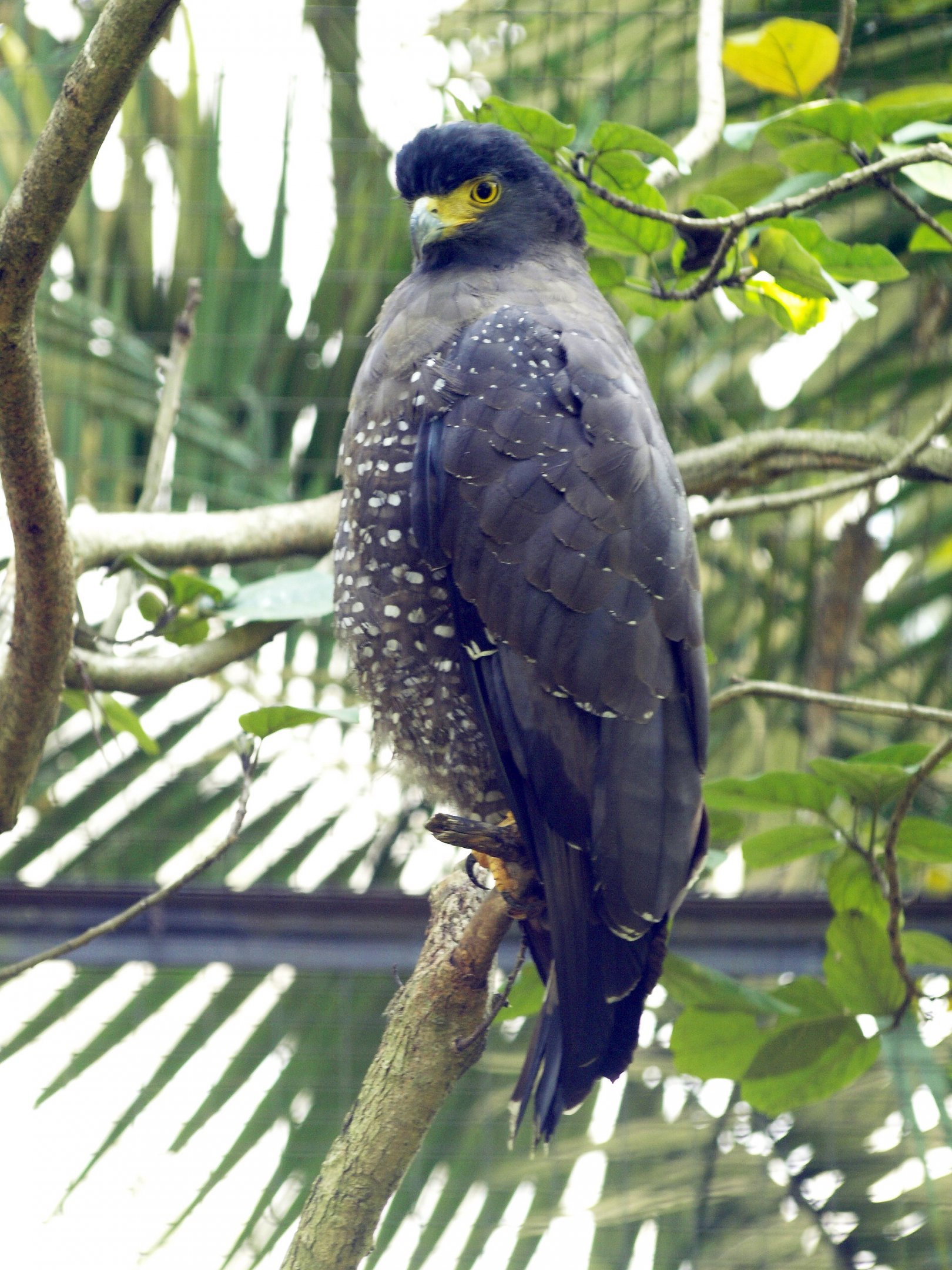 Crested serpent eagle