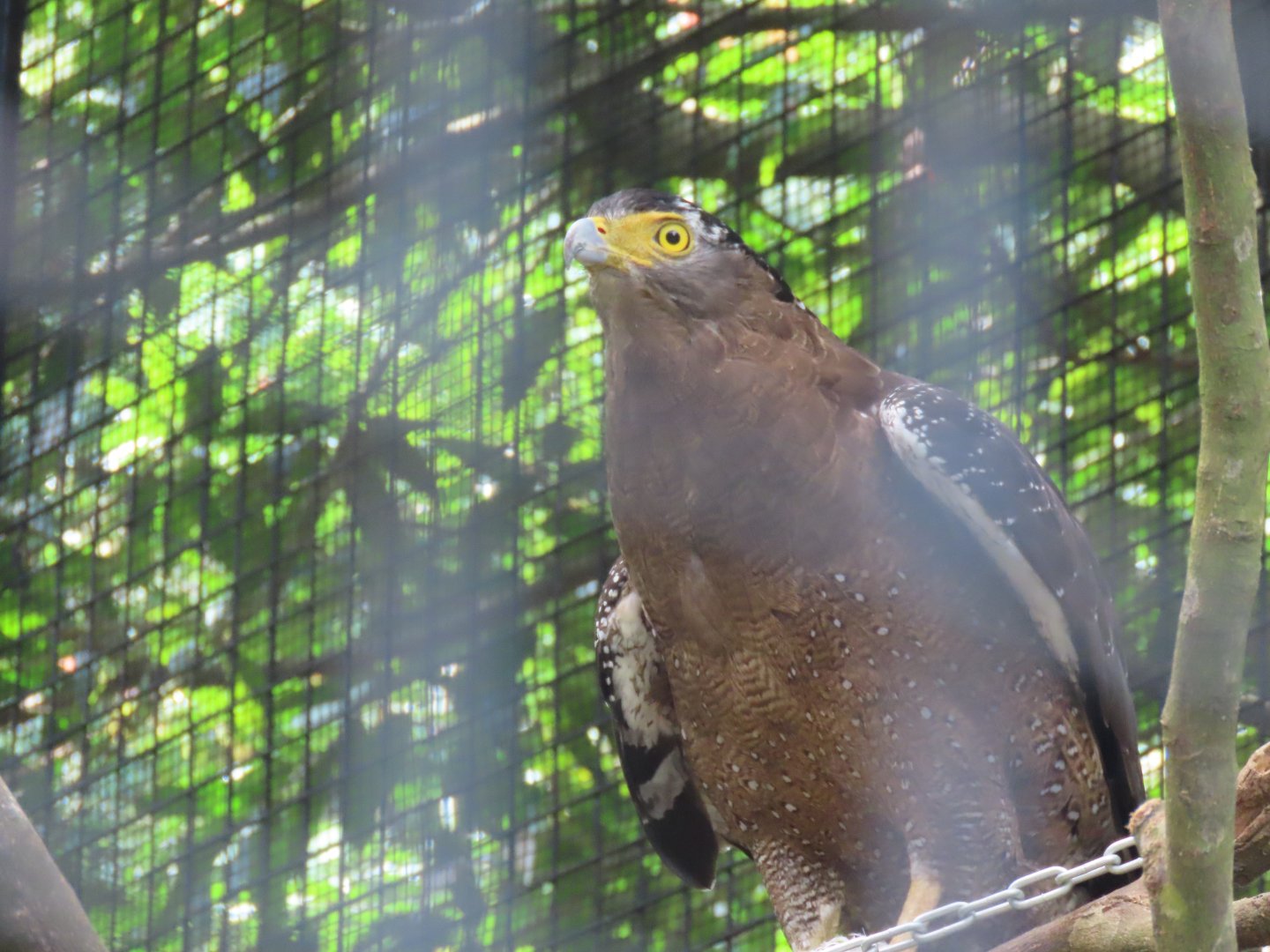 Crested serpent eagle