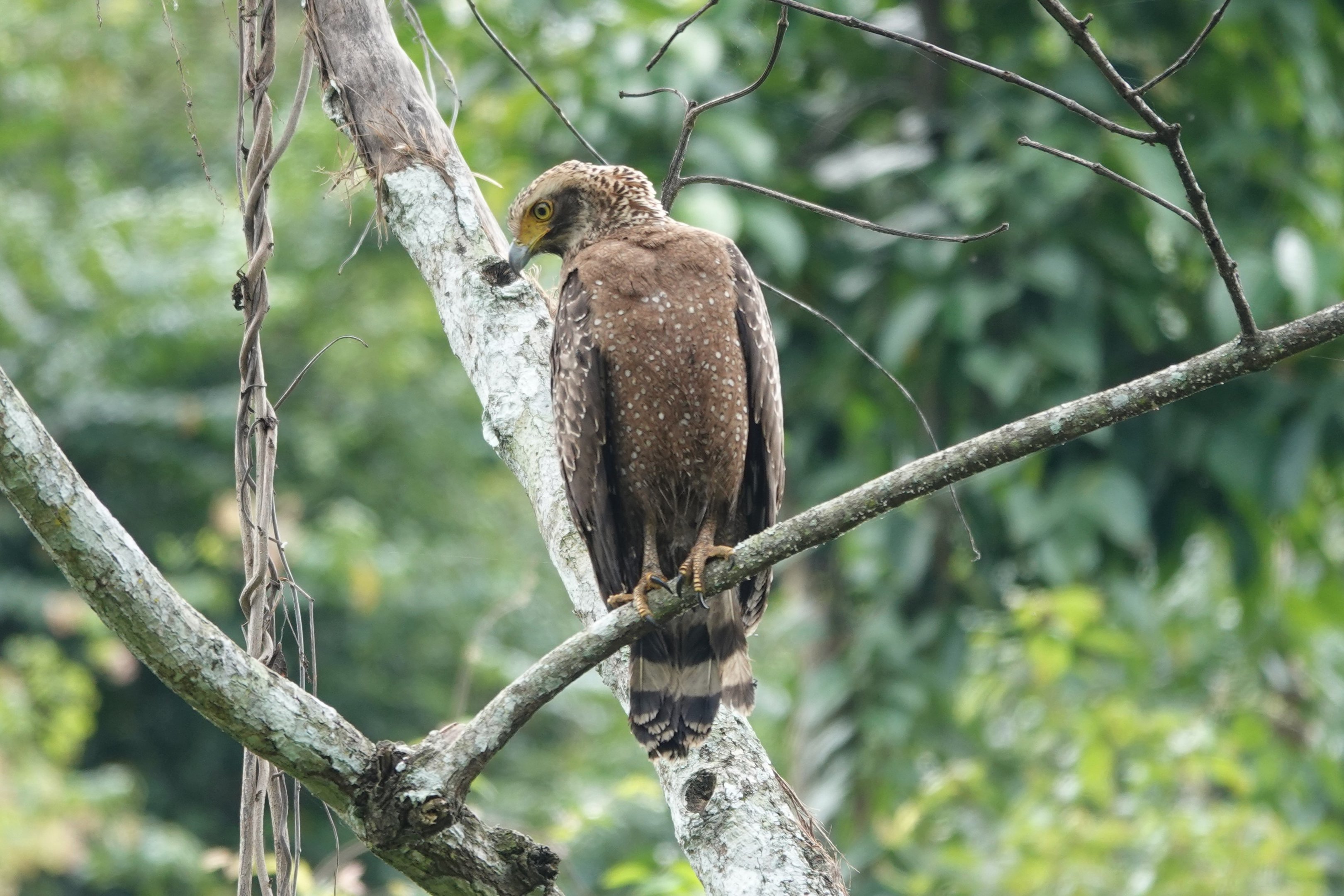 Crested Serpent-Eagle