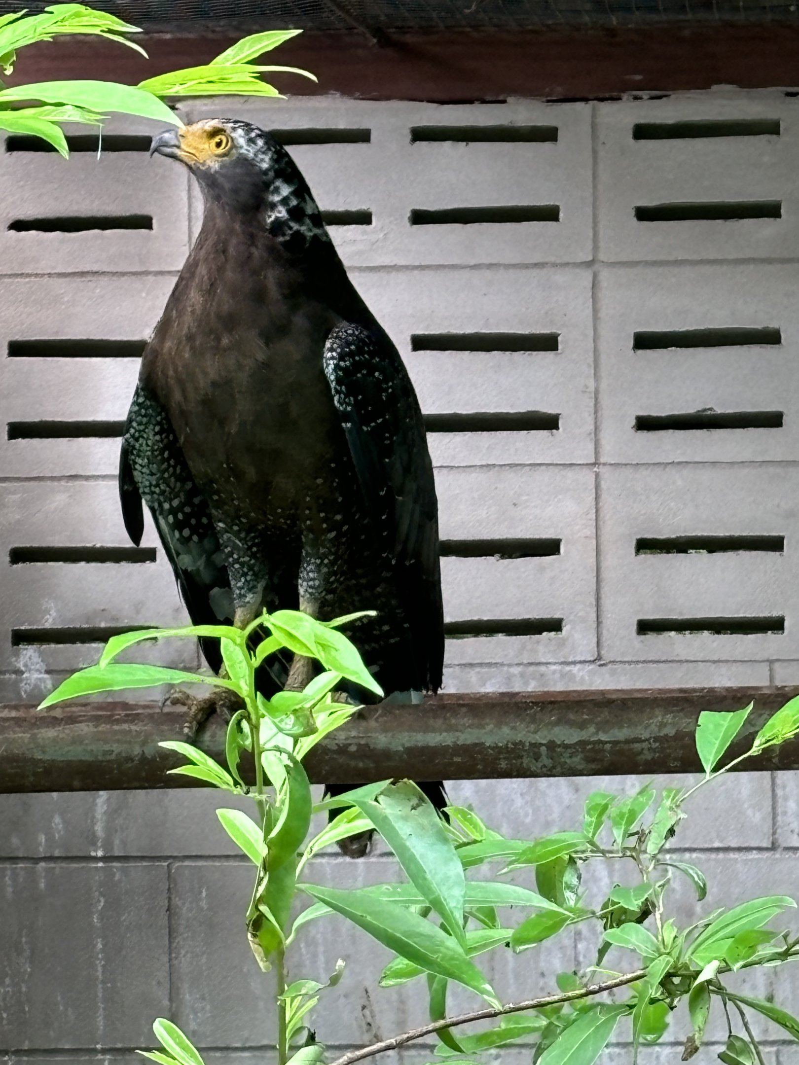 Crested Serpent Eagle
