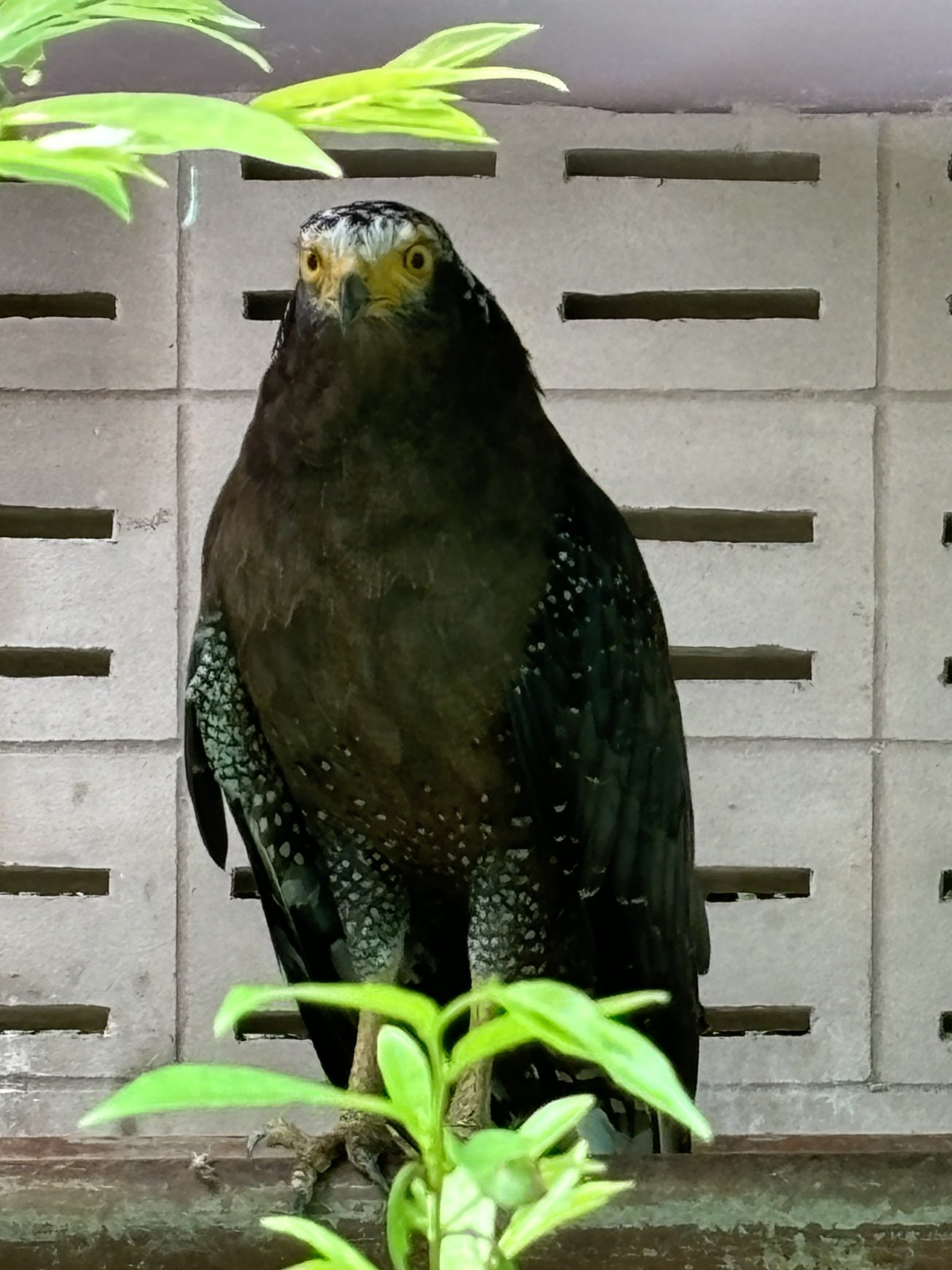 Crested Serpent Eagle